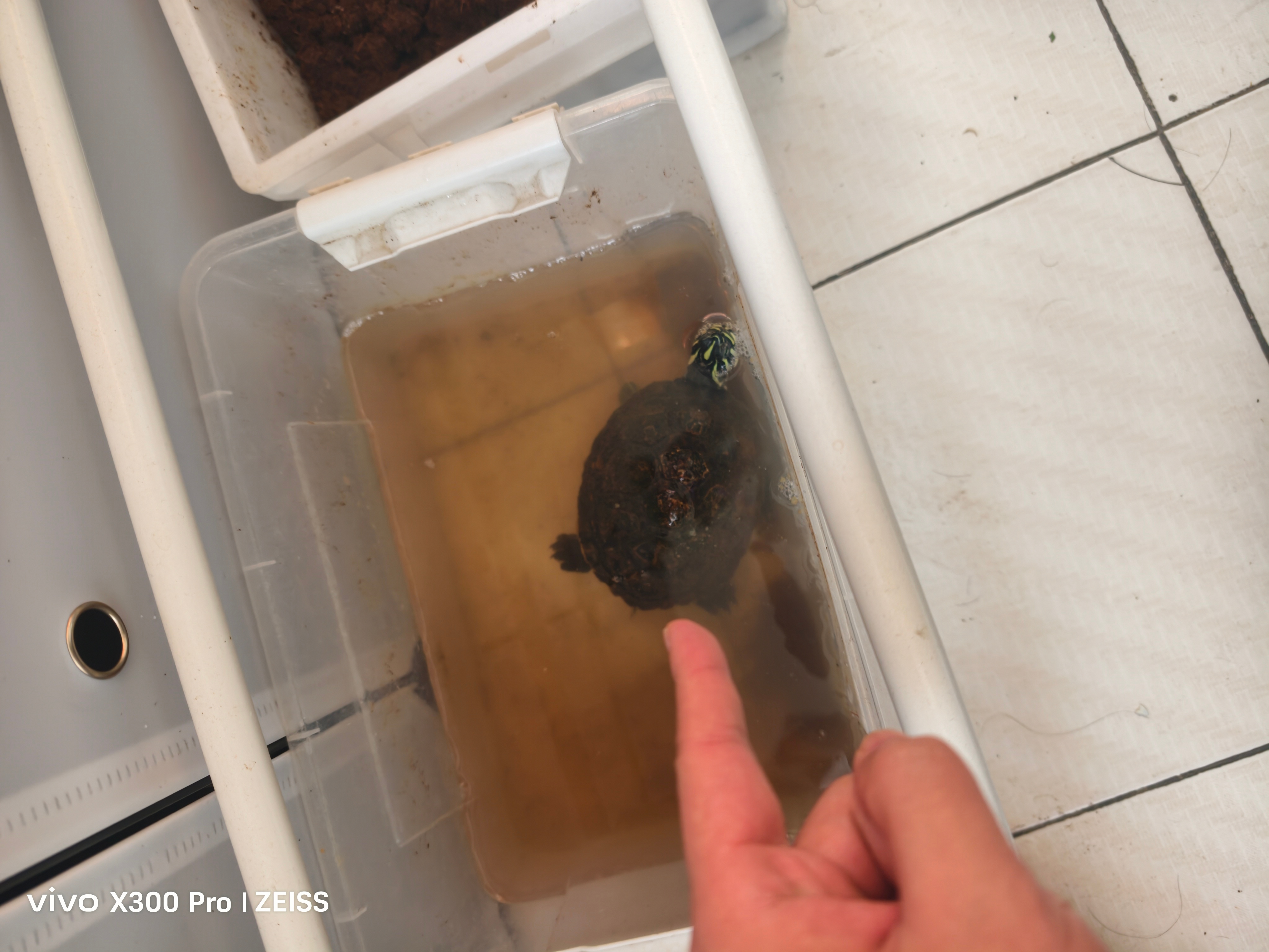 生活手记 这个乌龟不睡懒觉，已经结束冬眠好久了，我不吃也不喝 