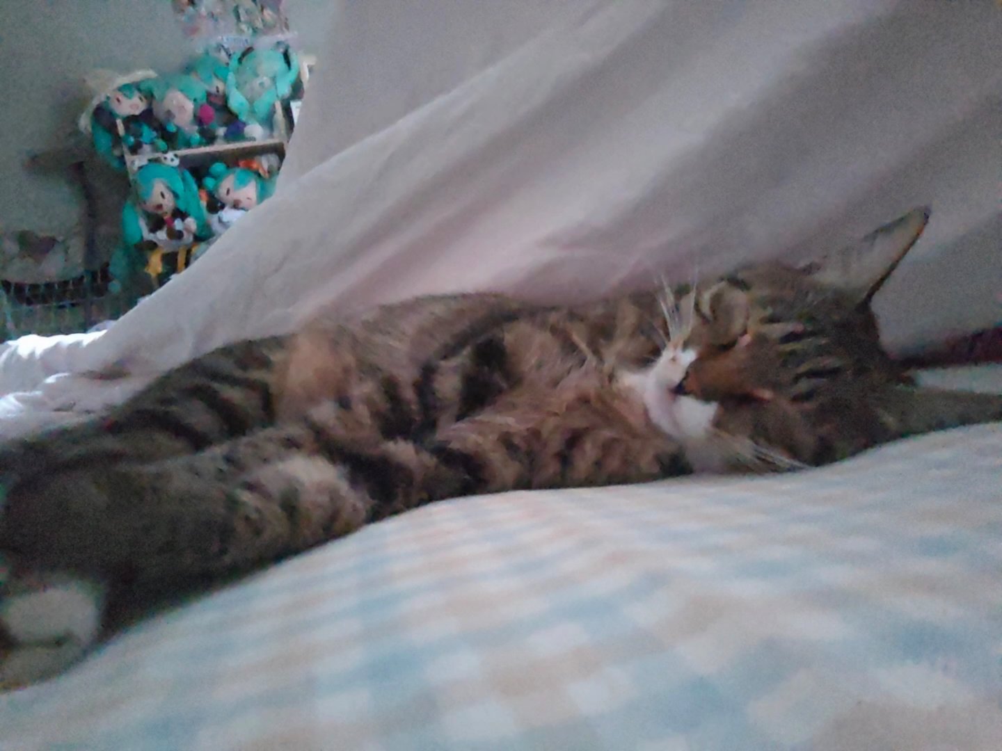 我的小猫咪呀… 
