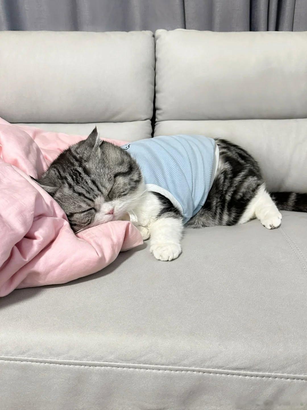 猫宁 
