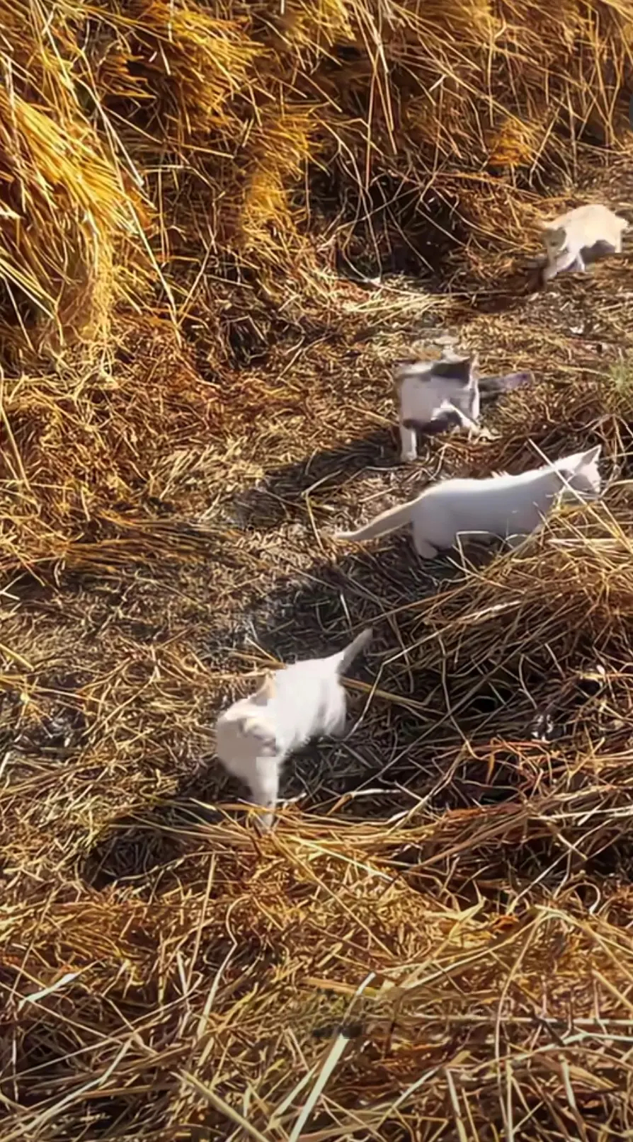 这四个小家伙不是流浪猫，它们是草场老板娘养的，让它们帮助捉老鼠。早上就放它们出来