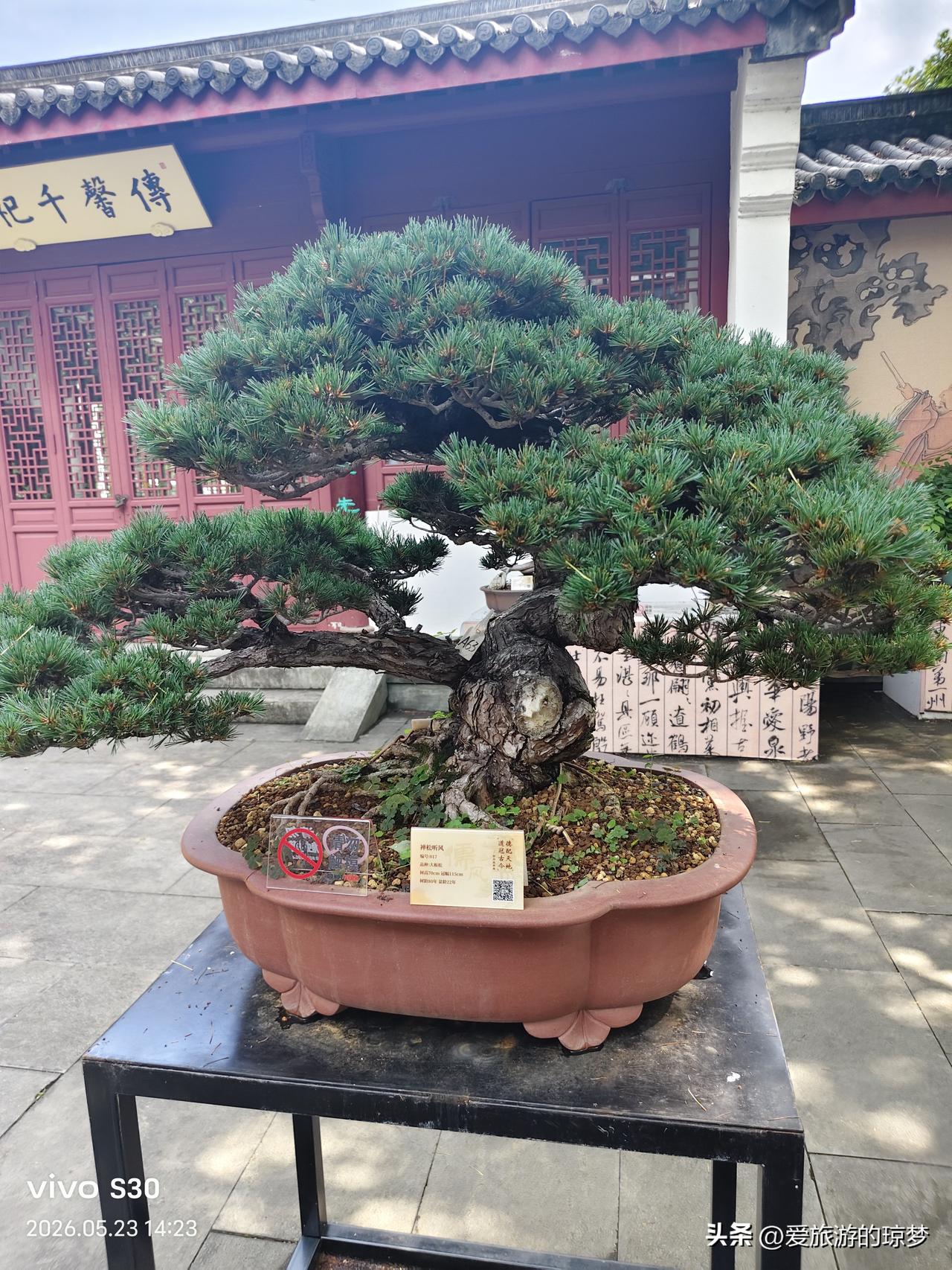 真心话茶局