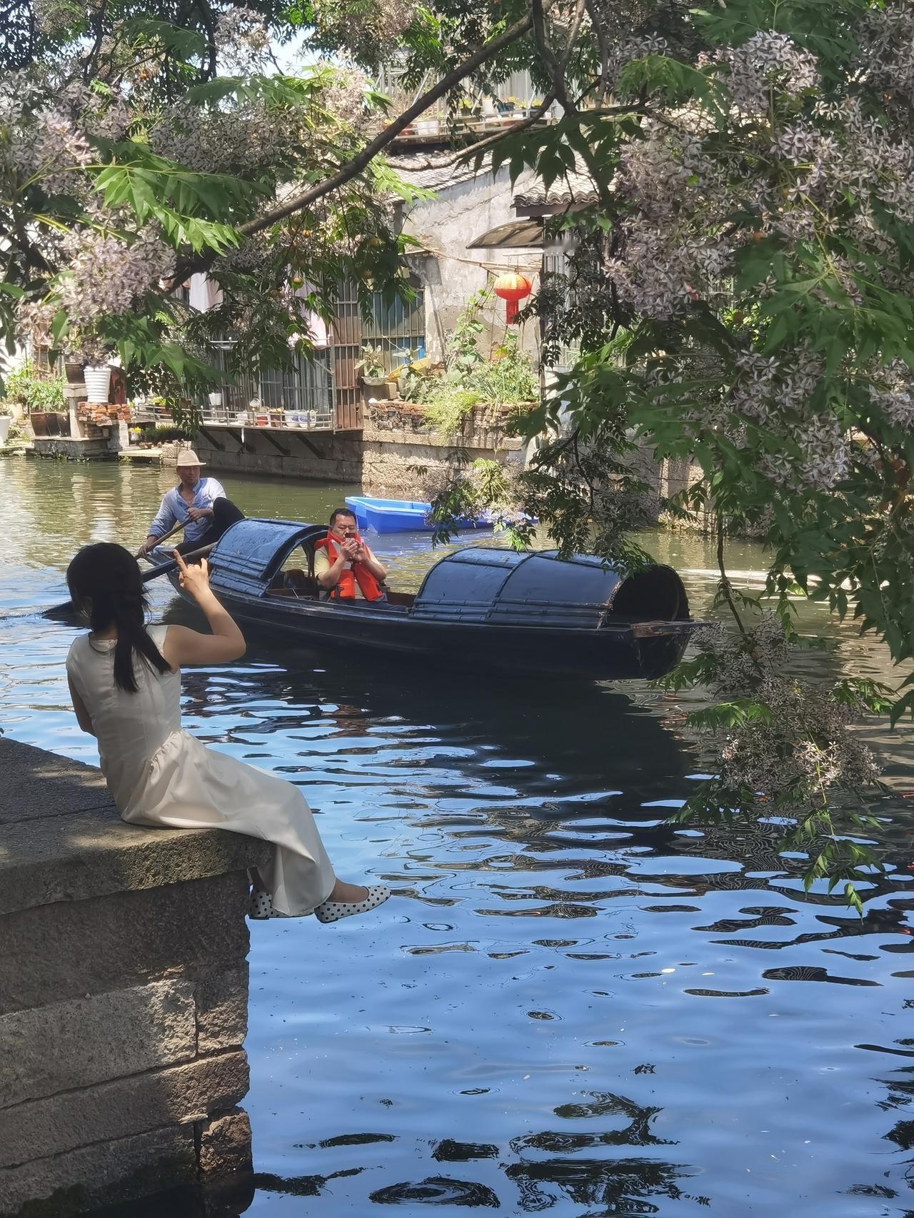 为什么绍兴苦楝树这么红？因为乌篷船。苦楝花海 迎风楝树 绍兴苦楝树