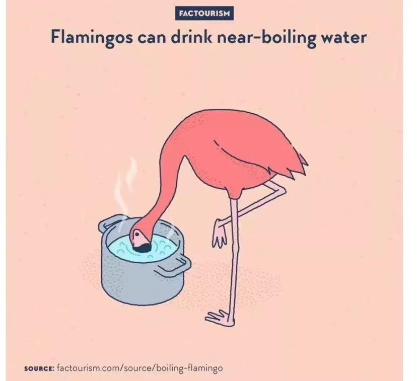 热知识:火烈鸟可以喝沸腾的水
火烈鸟所居住的大多数湖中盐分含量都很高，对一些火烈