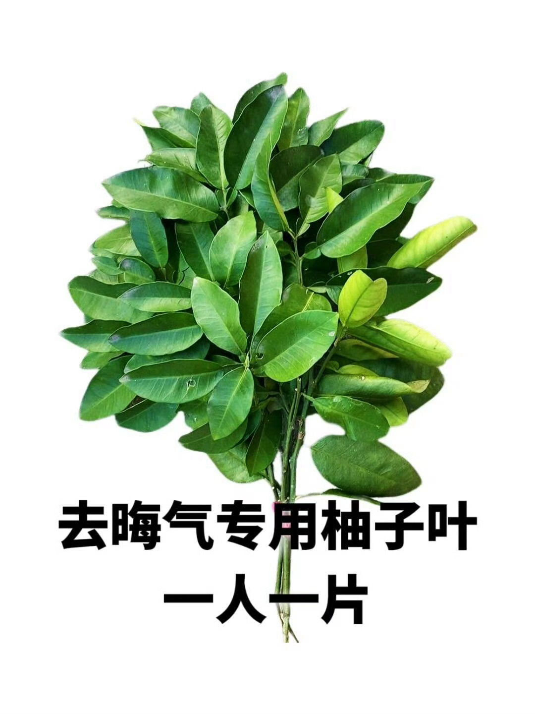 冬至转柚子叶，去晦气专用，霉运退散！！ 