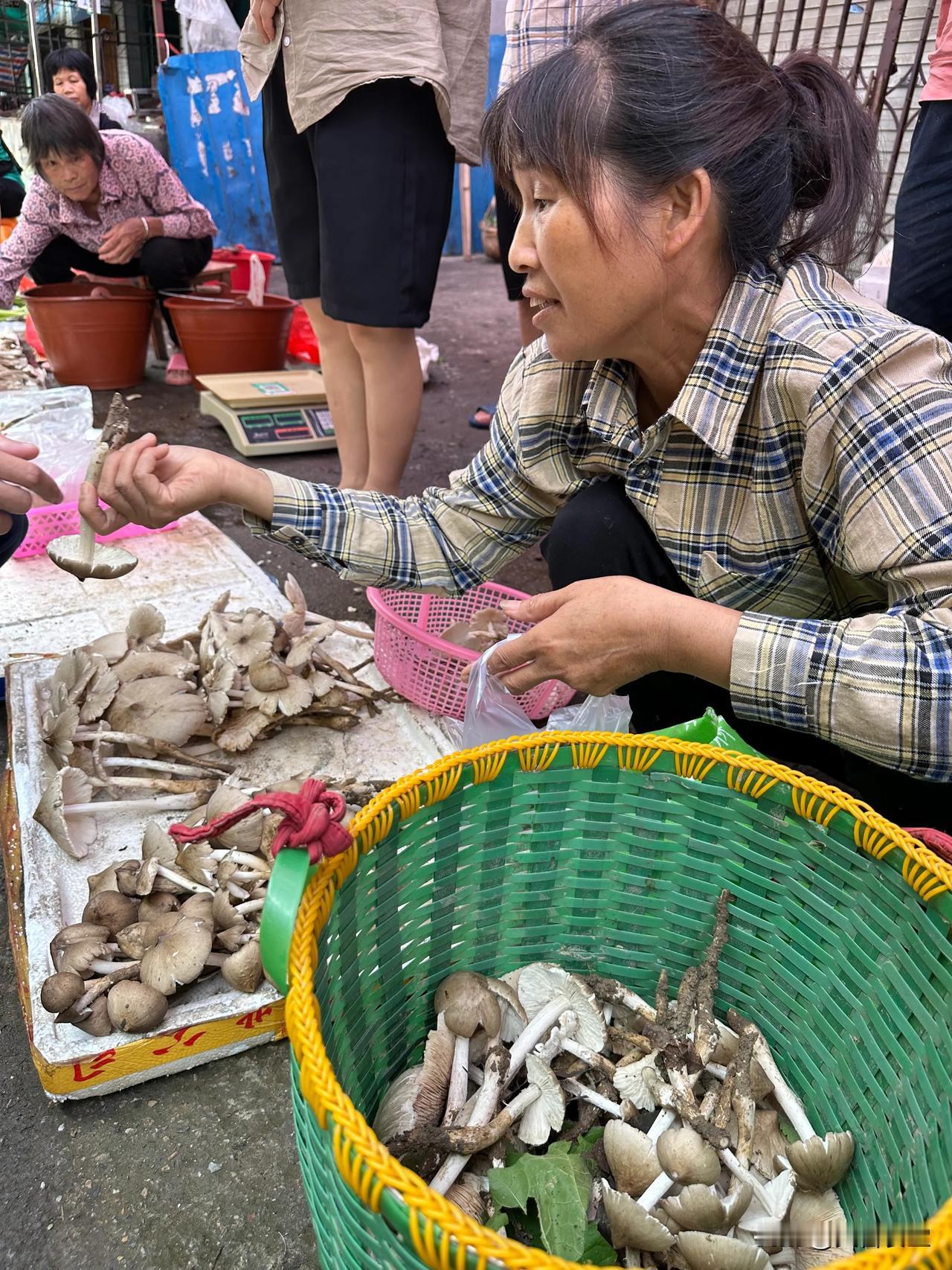 又到了吃野生菌的季节