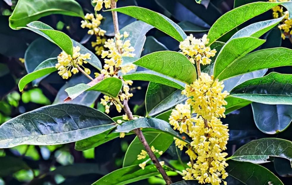 你家门口种着桂花树吗？有人说它不能种在房子前面，你知道为什么吗？

（信源：齐装