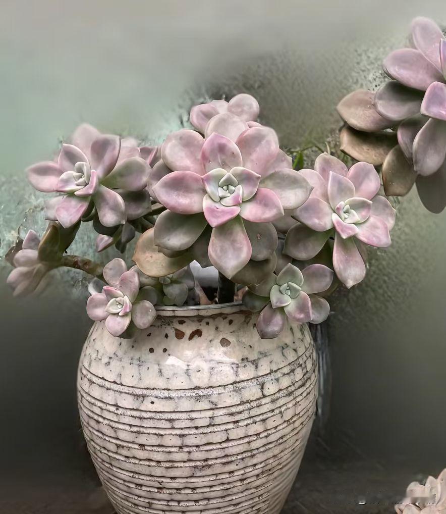 看看我的这盆多肉也太会“装嫩”了吧！粉粉糯糯的叶片裹成小莲花，连叶尖都透着淡淡的