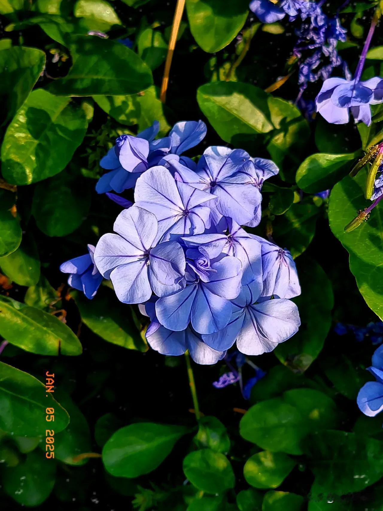 寒风中的蓝花丹
寒风中的蓝花丹稀疏了不少，却更显其独特的韵味。那淡蓝色的花瓣，宛