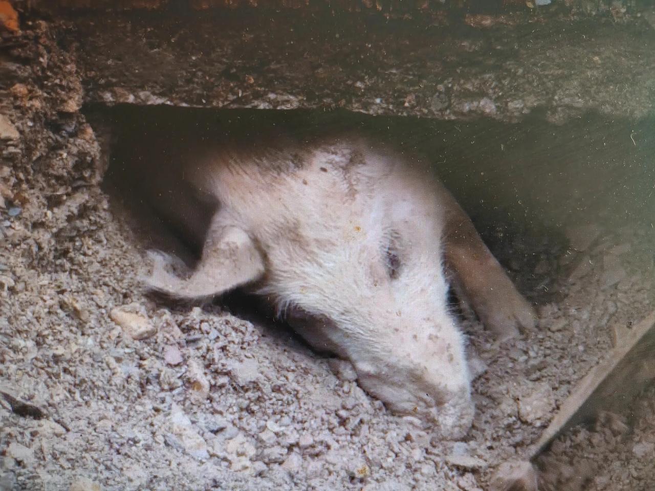 陕西泥石流下出现“猪坚强”，被埋36天瘦80斤！

根据多家媒体报道，这头被网友