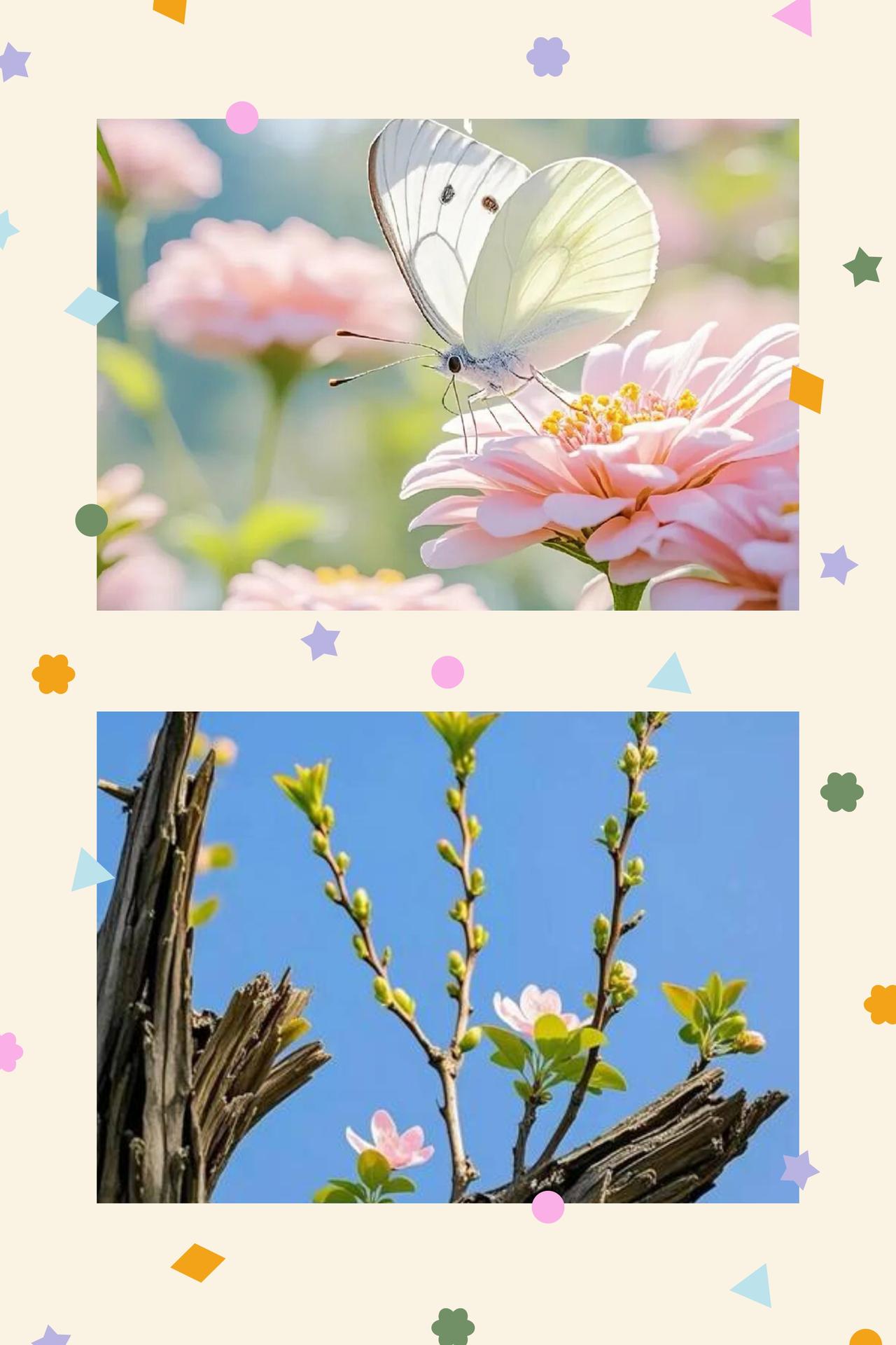 春序启新，心安即归
当料峭的寒风终于敛去踪迹，春日的序章便在枝头的新绿与檐角的暖