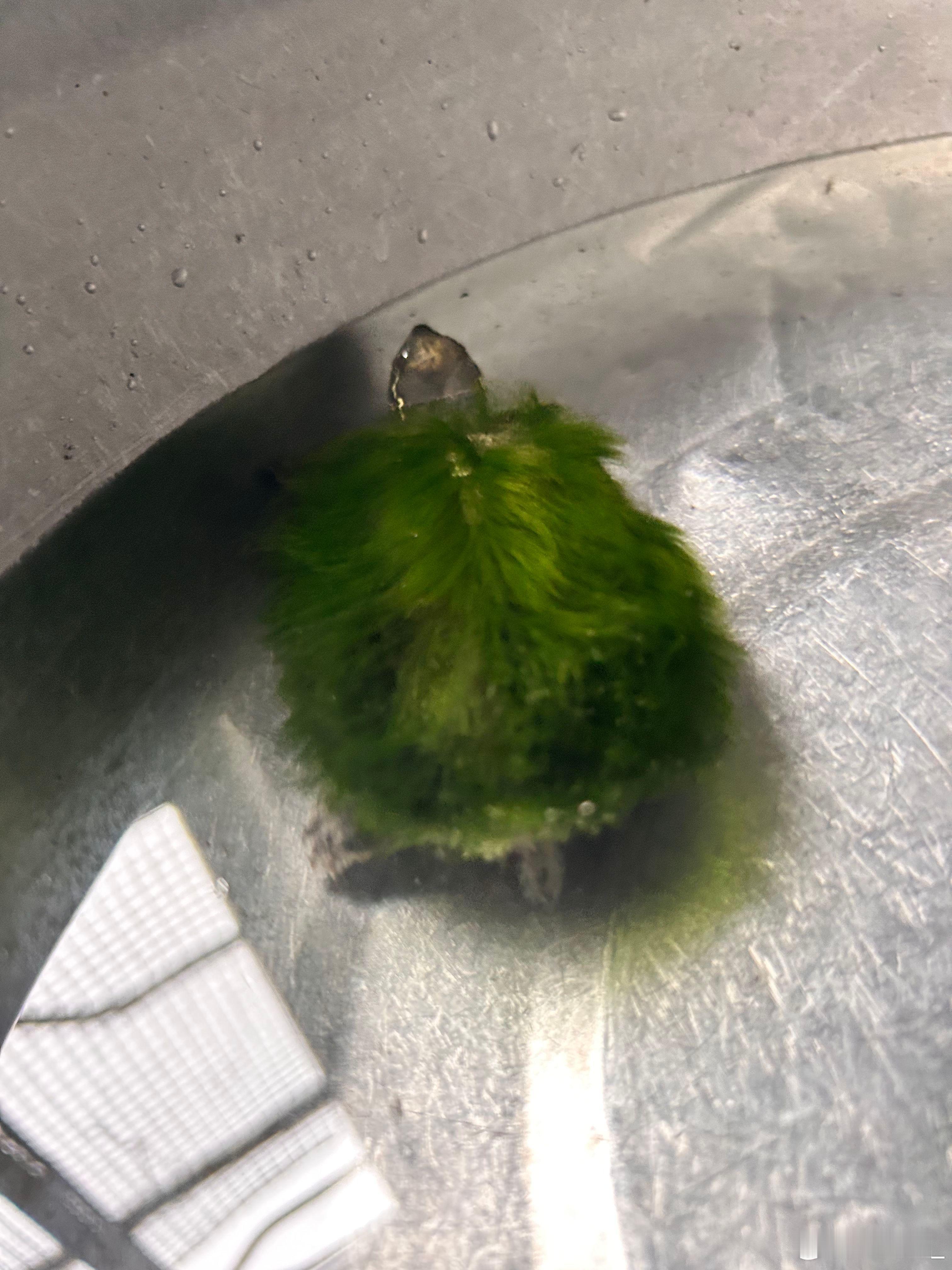 穿草裙舞的小乌龟🐢 