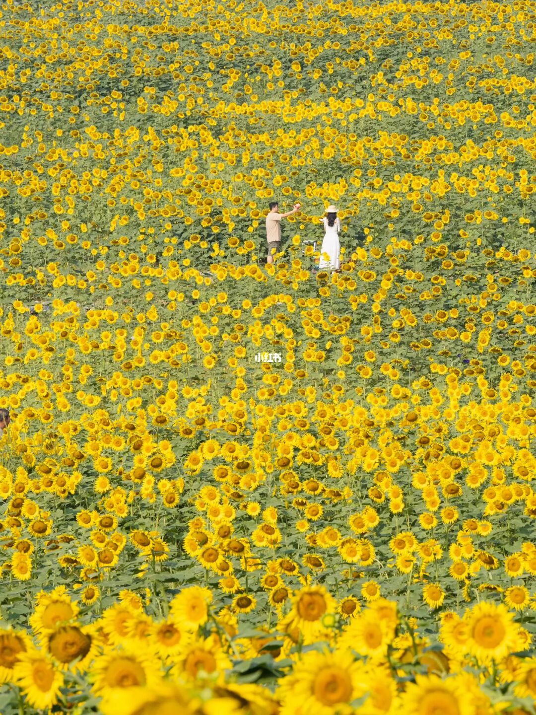 温榆河赢麻了❗️现实版梵高向日葵🌻太治愈了