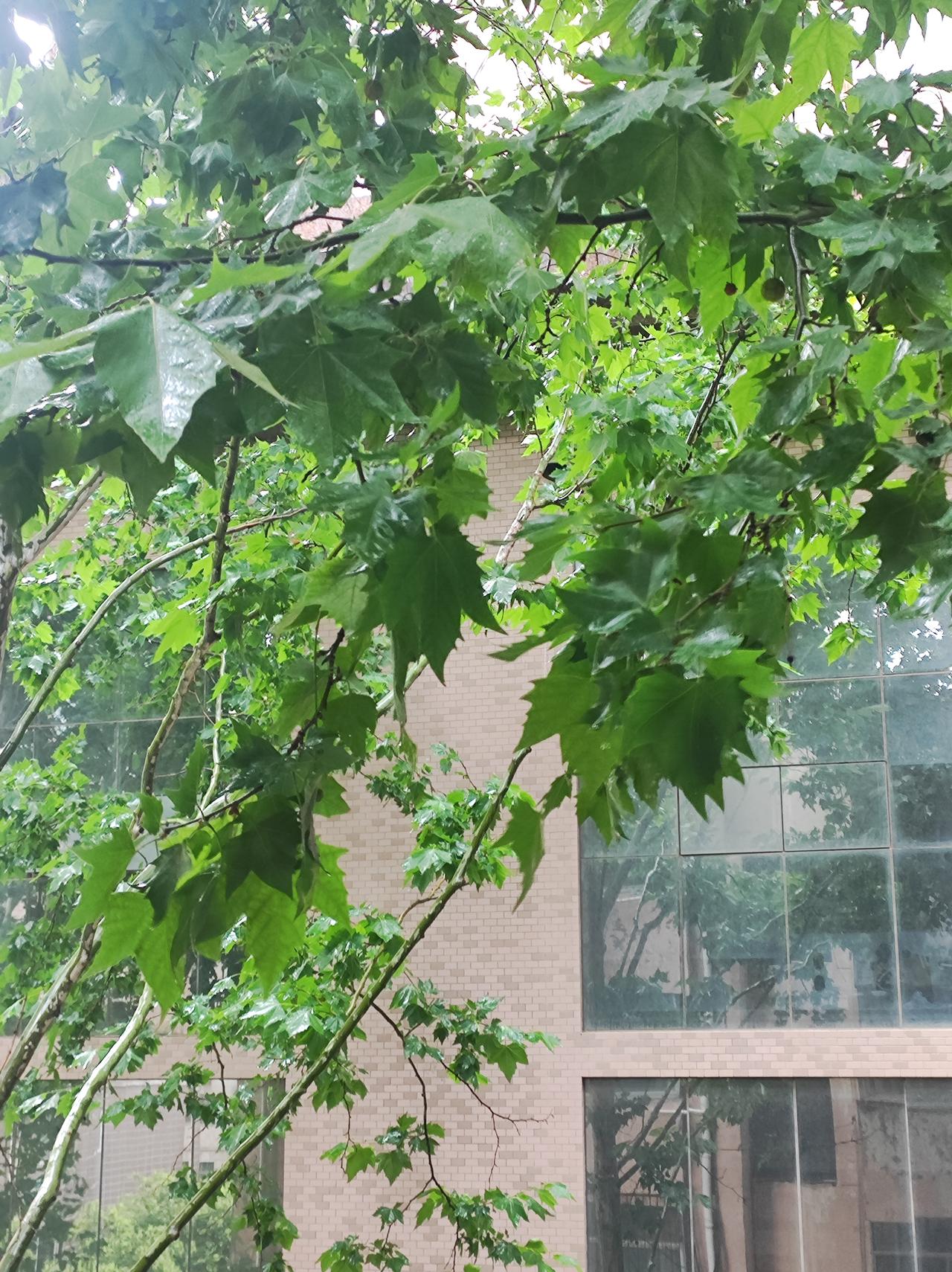 久旱逢甘霖，终于下雨了。

连续的高温干热天气，把我养的花草都热糊了。史上最热，