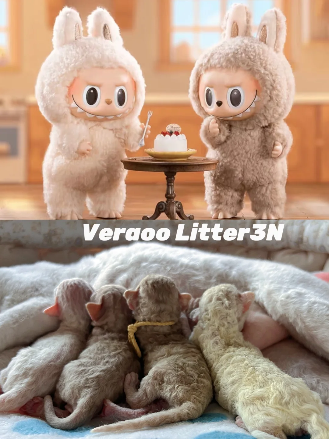 破壳了好多太妃糖糖和豆乳哆哆｜德文卷毛猫