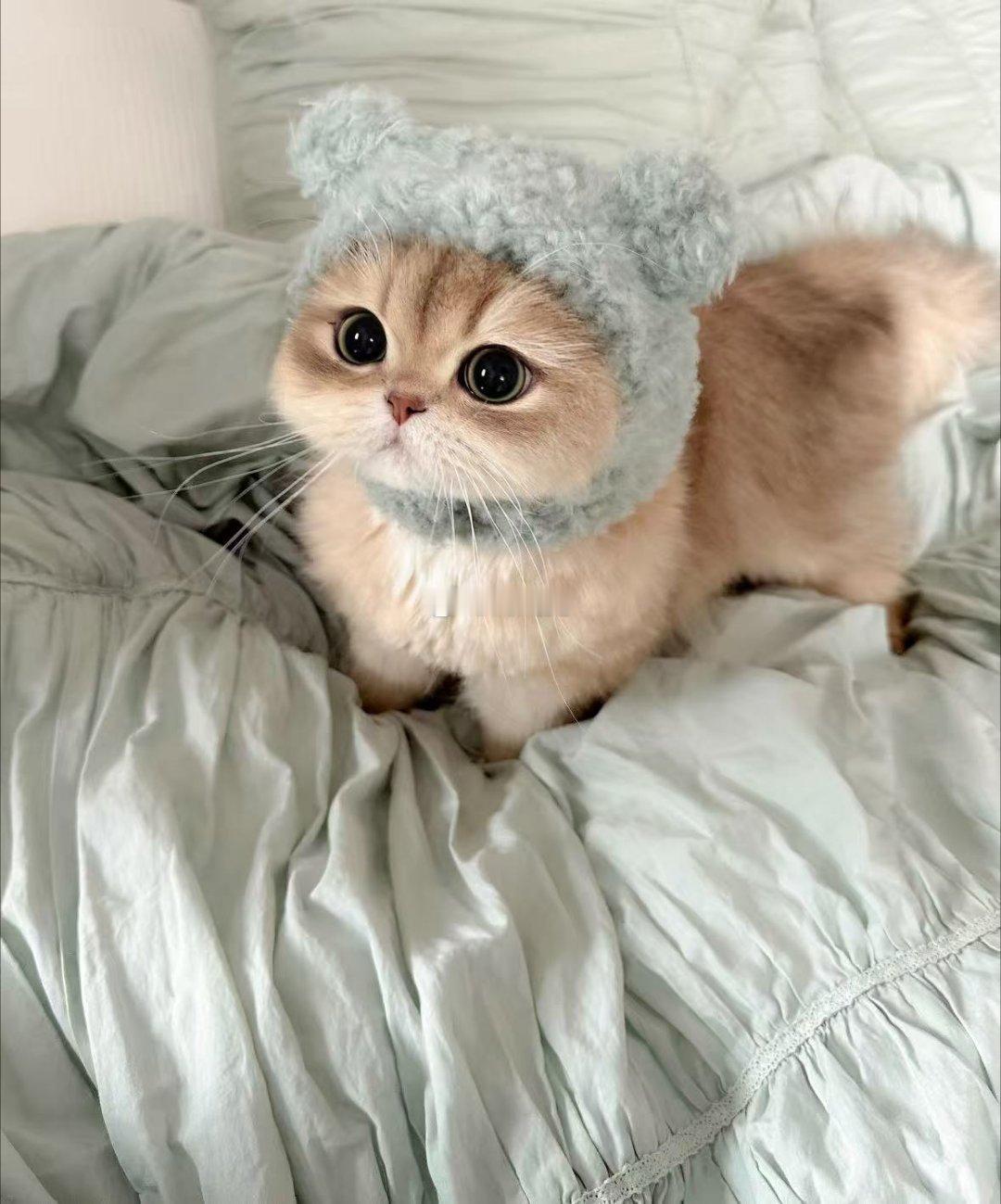和猫住还是和狐狸住我还是分得清的猫咪带来安静治愈的居家氛围，狐狸则自带狡黠灵动的