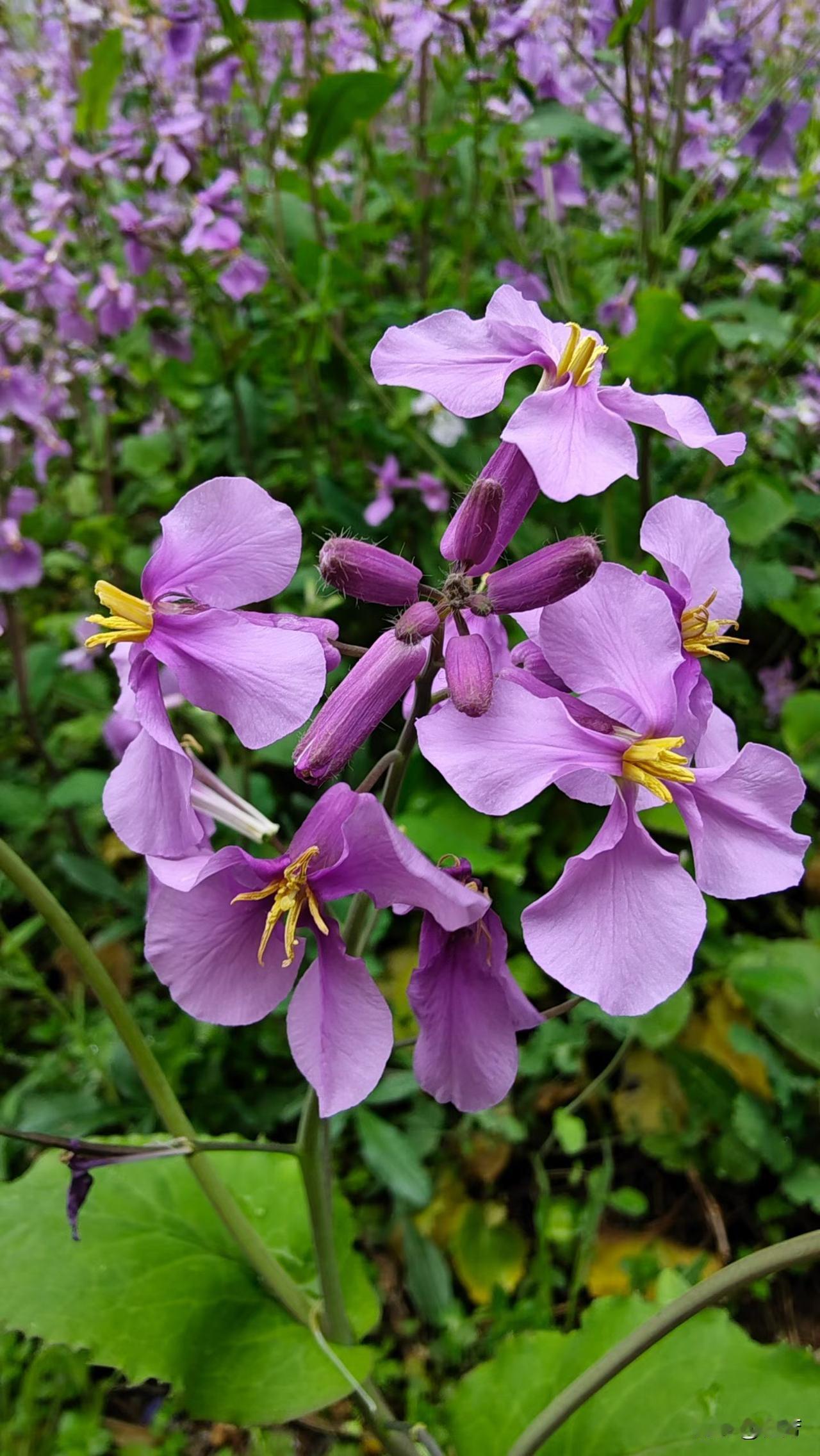 这是‌二月兰‌，学名诸葛菜，是十字花草本植物，好看。