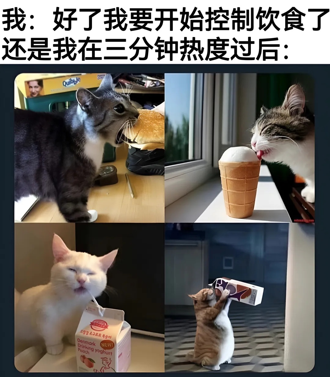 吃饱才有力气减 一些猫meme  / 