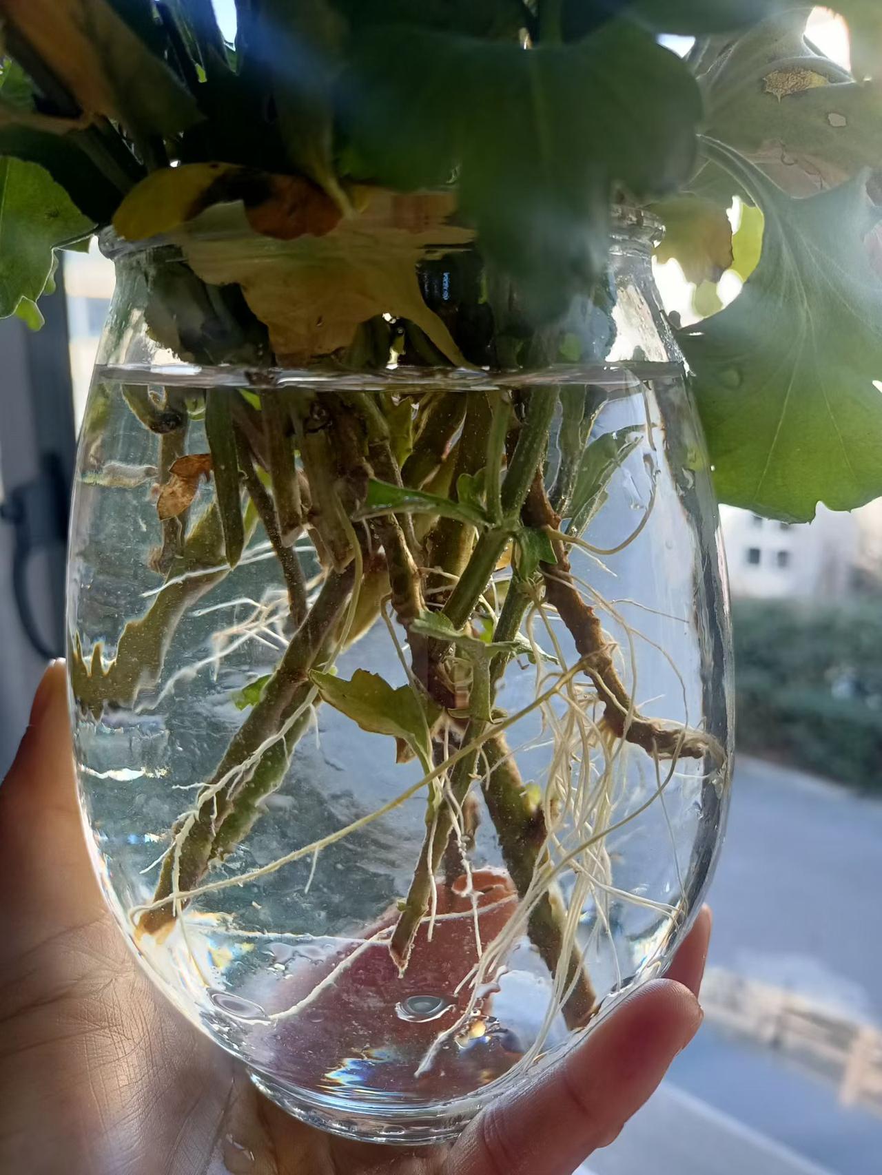 菊花谢了，根在怒放，时间真是个好东西。菊花 菊花疏蕾 菊花，人生感悟 菊花又黄