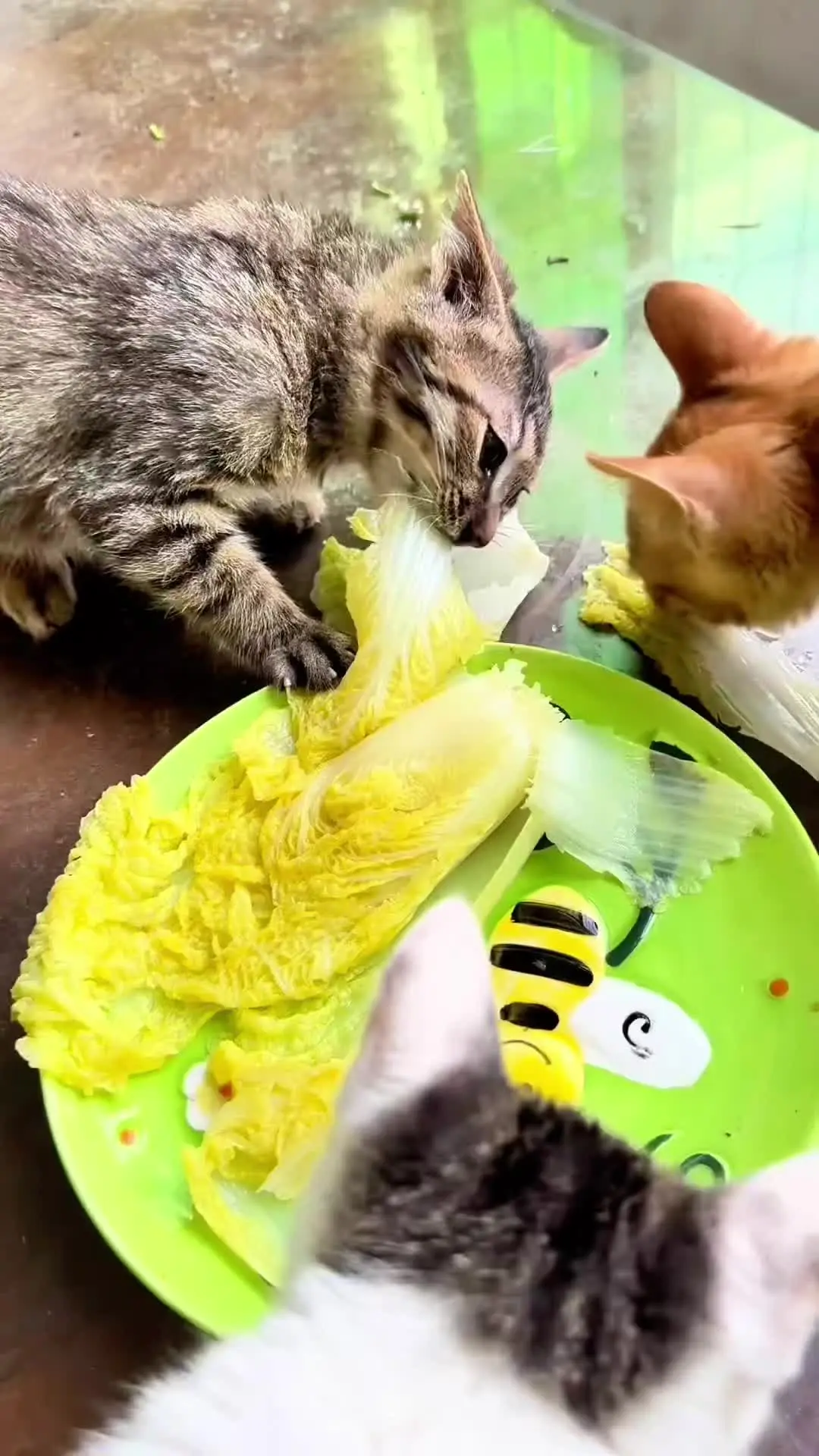 吃货猫 我家的毛孩子 毛孩子日常 家有萌宠小可爱 萌宠