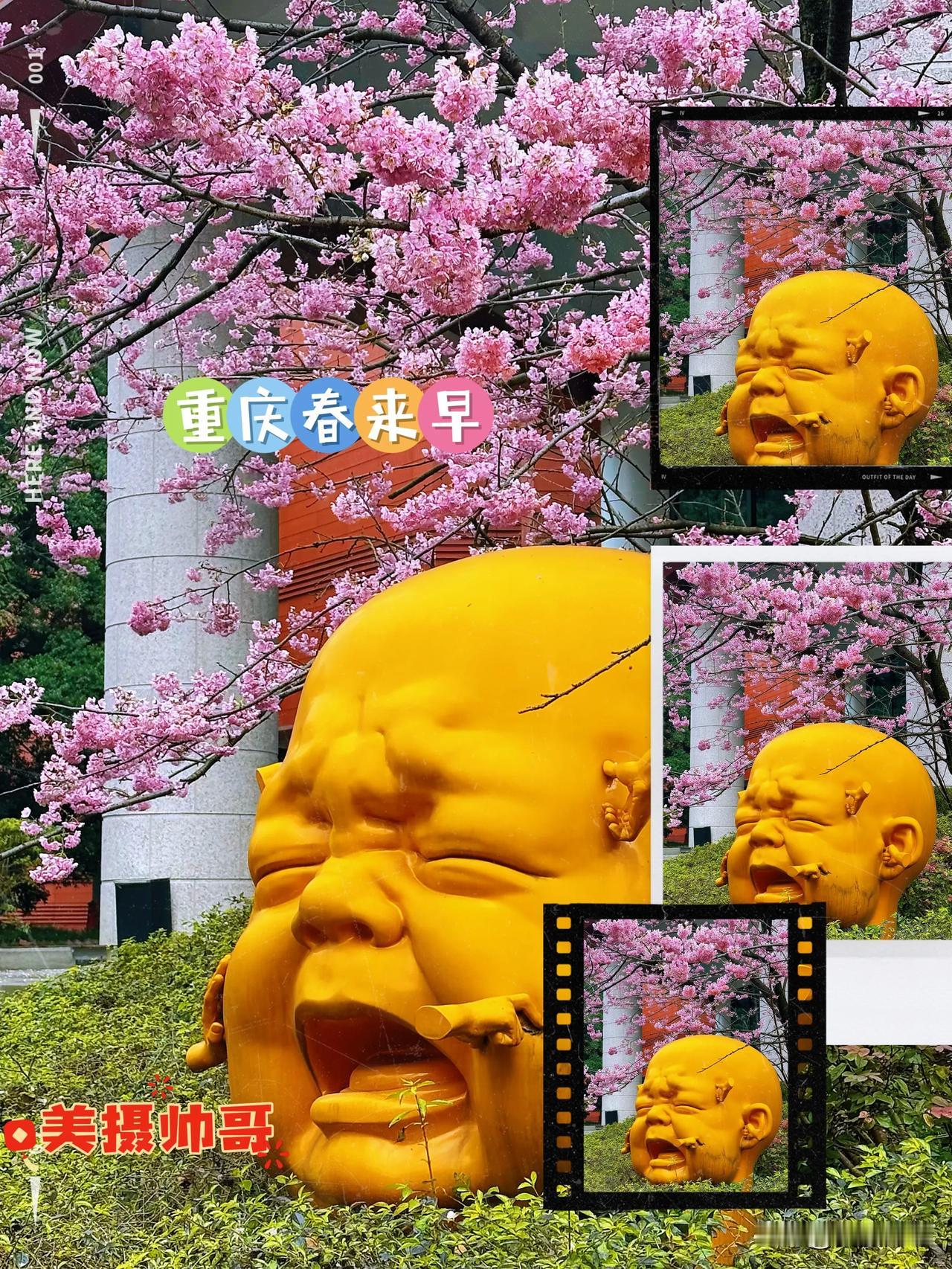 重庆春来早，又是一年赏樱季🌸

春寒尚在空气中弥漫，料峭的风轻拂面颊，我走进了