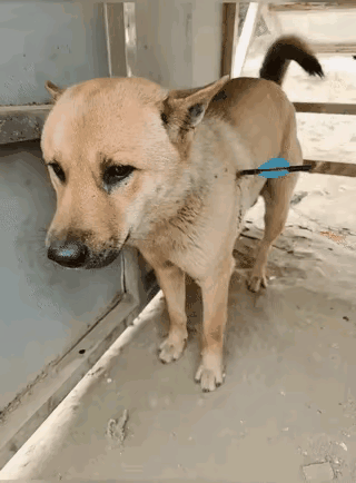 这些弓弩为什么可以随便出售？这东西的杀伤力是非常大的，射在可怜的狗的身上，和射在