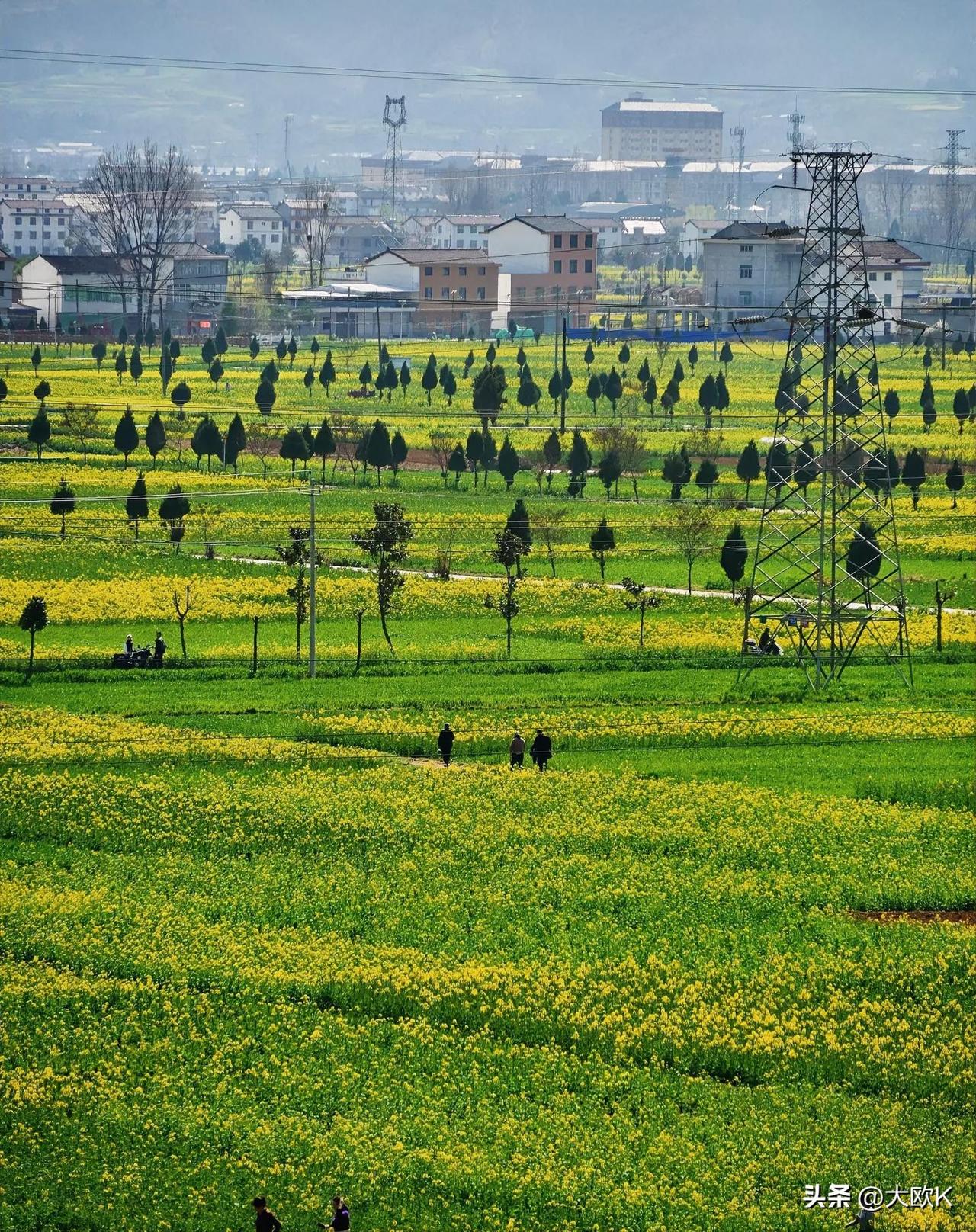汉水为带，花田作锦。
百万亩油菜花开得坦荡而热烈，
把汉中盆地酿成人间金色天堂，
