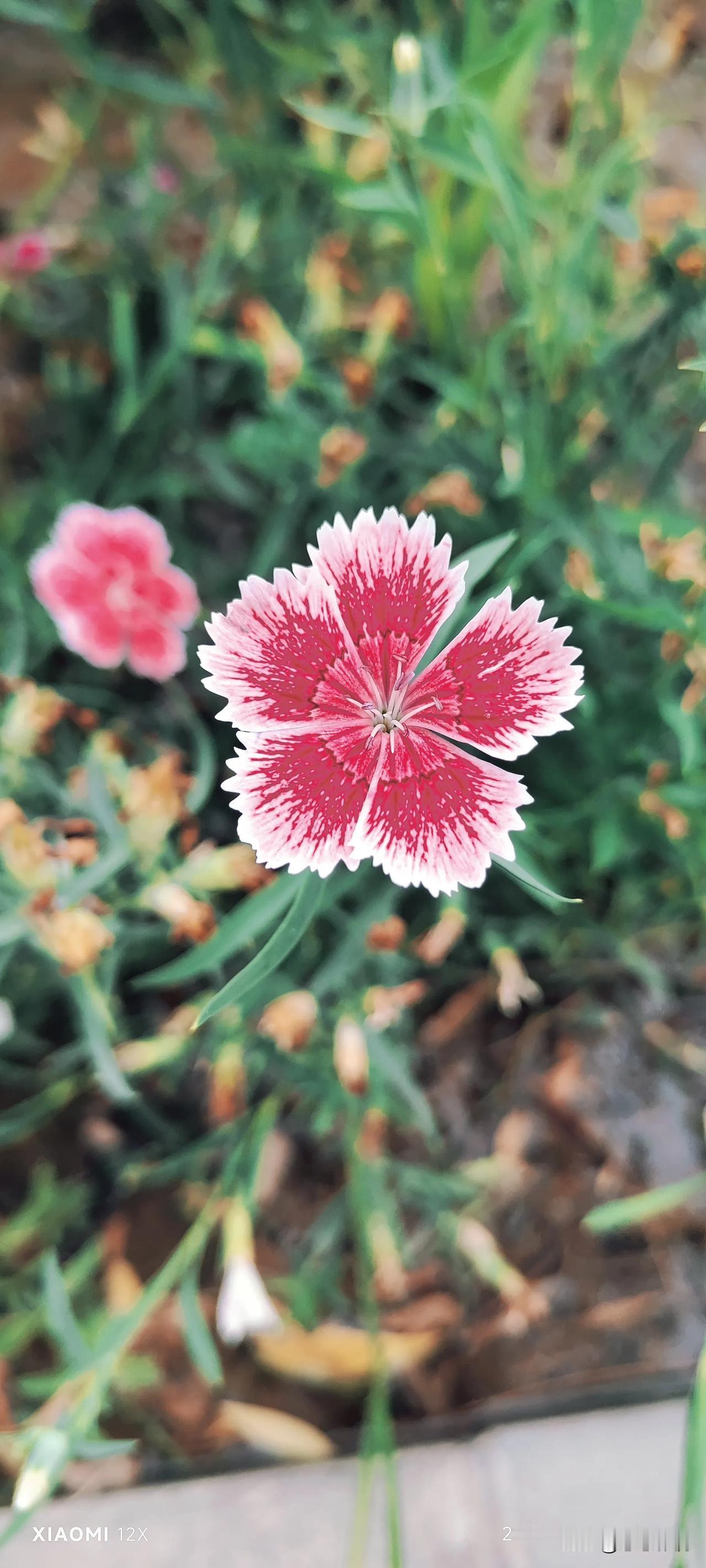 你敢信这是一朵花#随手拍的花。# #随手拍的花朵# #随手拍美花# #路边赏花随
