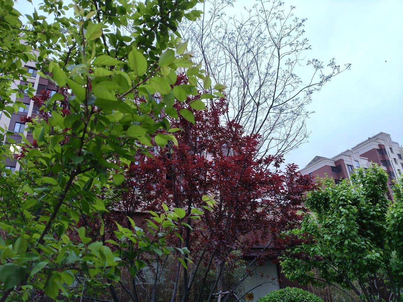 春天少不了拍花🌸，看到这绚丽盛开的花朵🌺，这也是人间的一种美好，一种对生活积