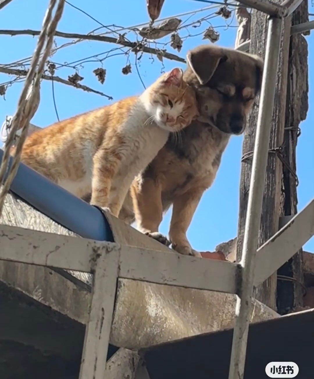 天下第一最最好的小猫和小狗 