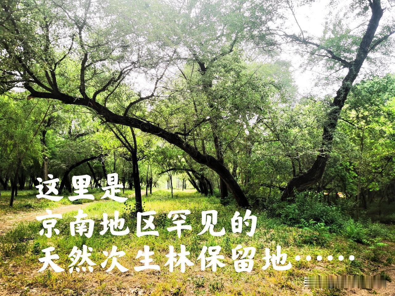 这真是没想到的，北京的平原地区竟然还保存着如此完好的原始次生大森林，要说北京山区