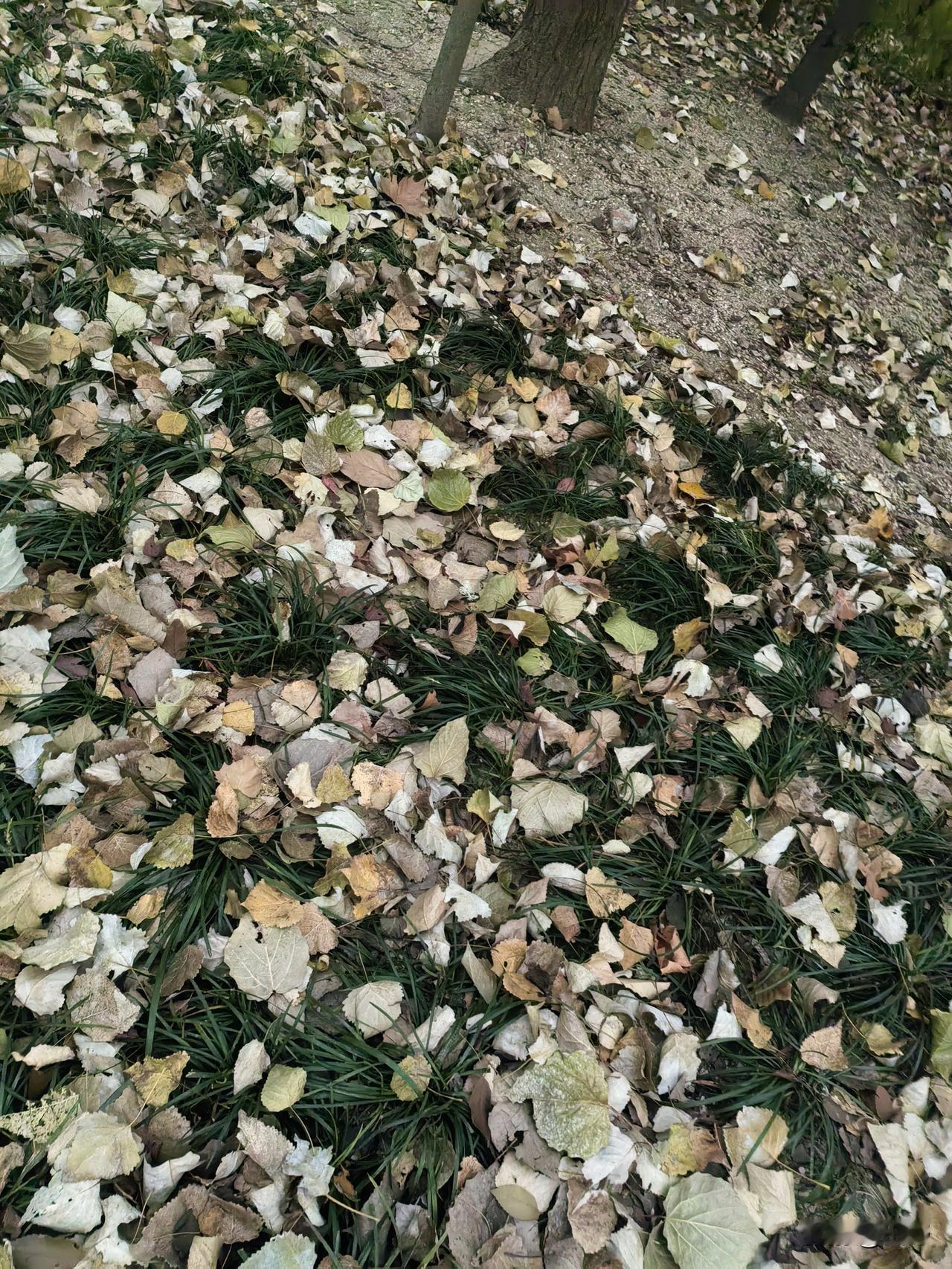 晒图笔记大赛 河岸这厚厚的落叶，真像一床柔软的棉被子，踩上去“沙沙”作响，仿佛是