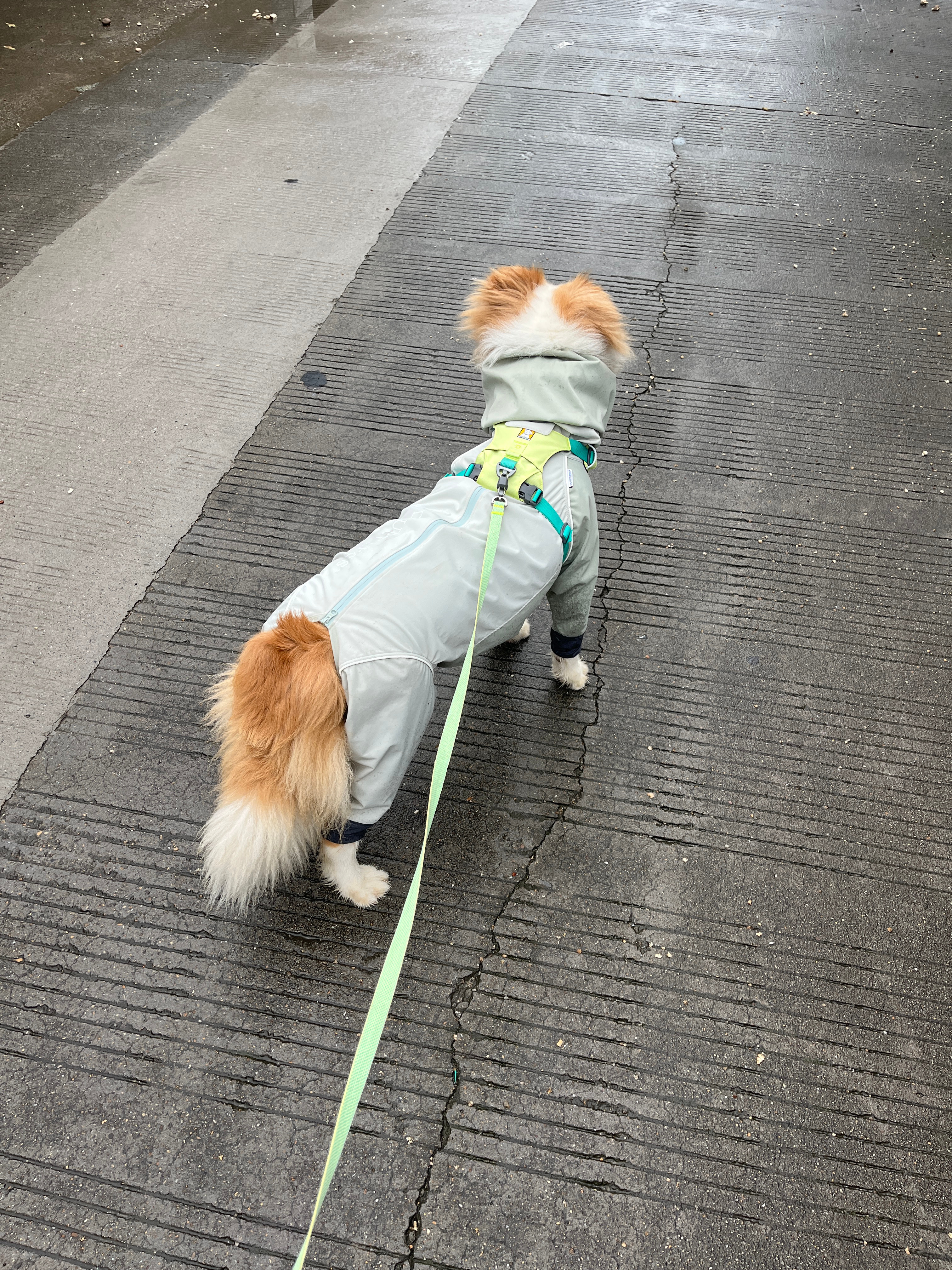 梅雨季又来了。千岁日记