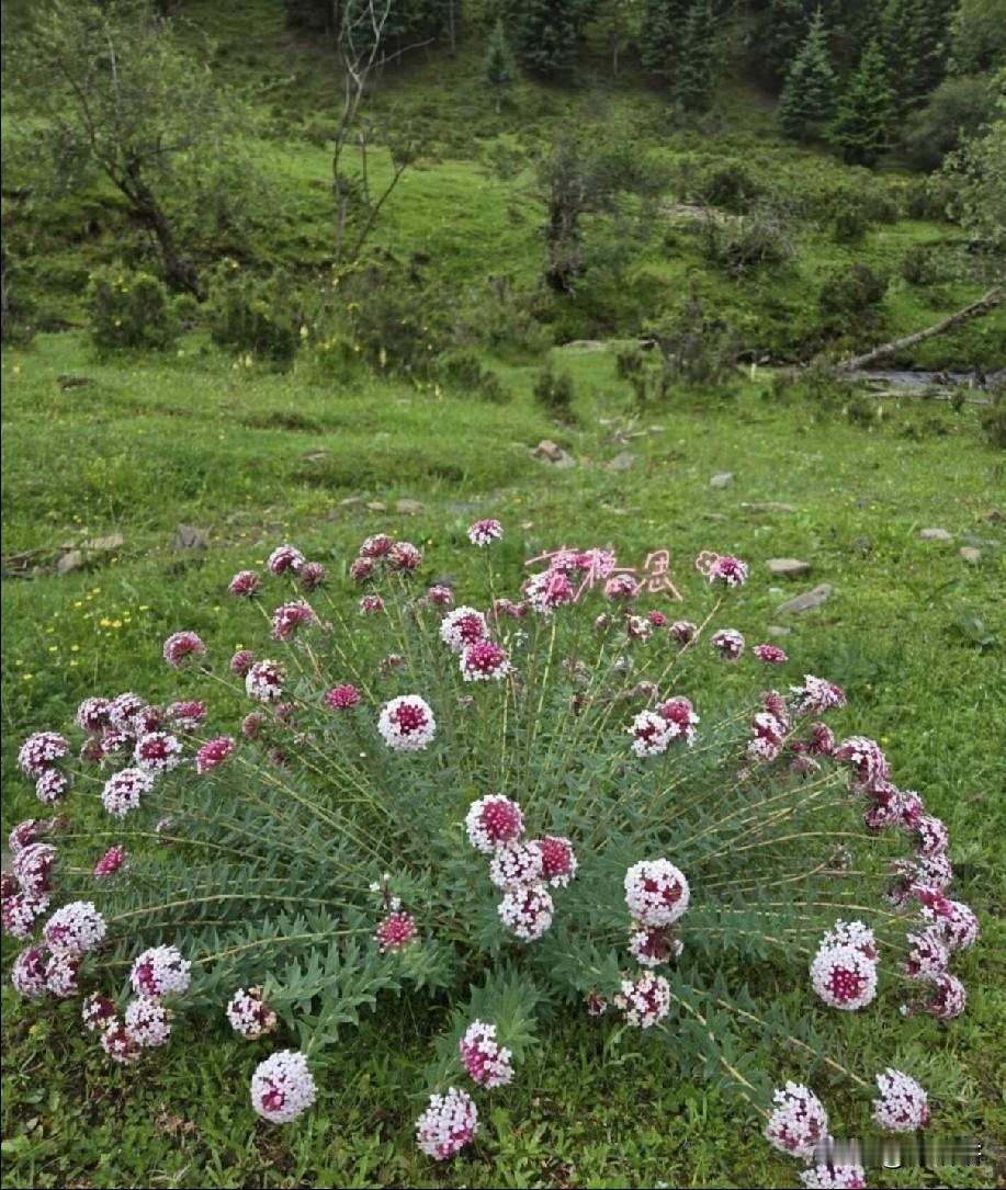 平台上有没有花友知道这个是什么品种的花，登山好发现的。。。