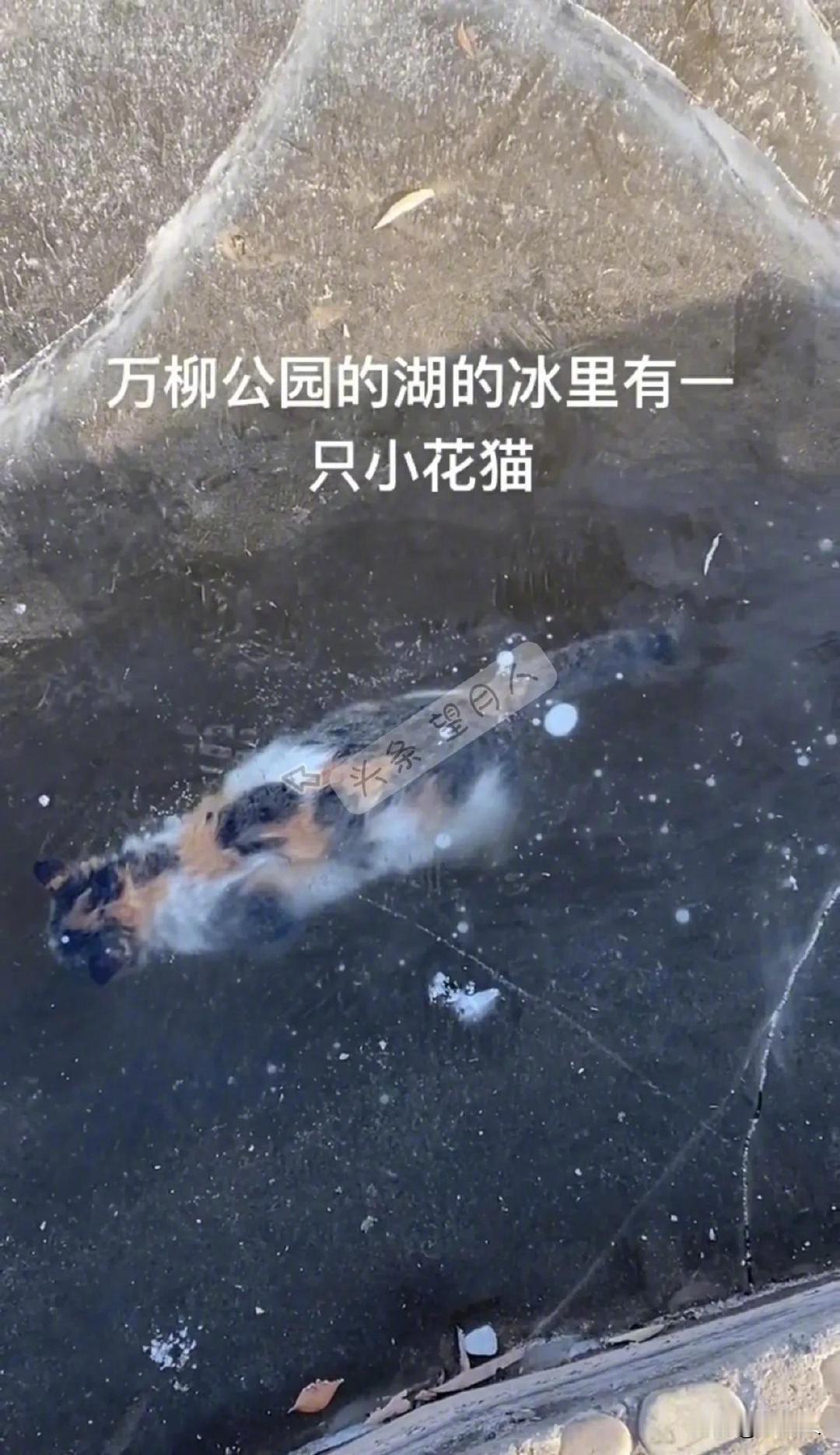 哎！小猫被冻死在湖里，真是太可怜了。今天，有河北张家口的网友爆料，她在公园湖水的