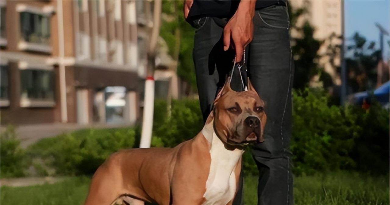 1998年一个美国女人在深夜被杂交犬折磨致死，吓得男友立马向警方报警，随警兽医在