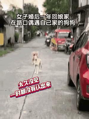婚后一年回娘家，两只狗狗街头认主的画面也太好哭了！
 
一开始对视时还有点迟疑，