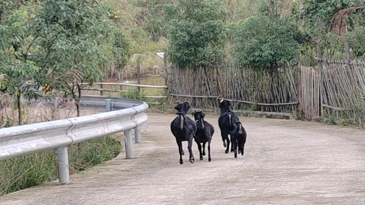 吃中草药的黑山羊
五倍子叶，喂黑山羊。
羊吃百草，生态散养，加以瓜果，天然药材。