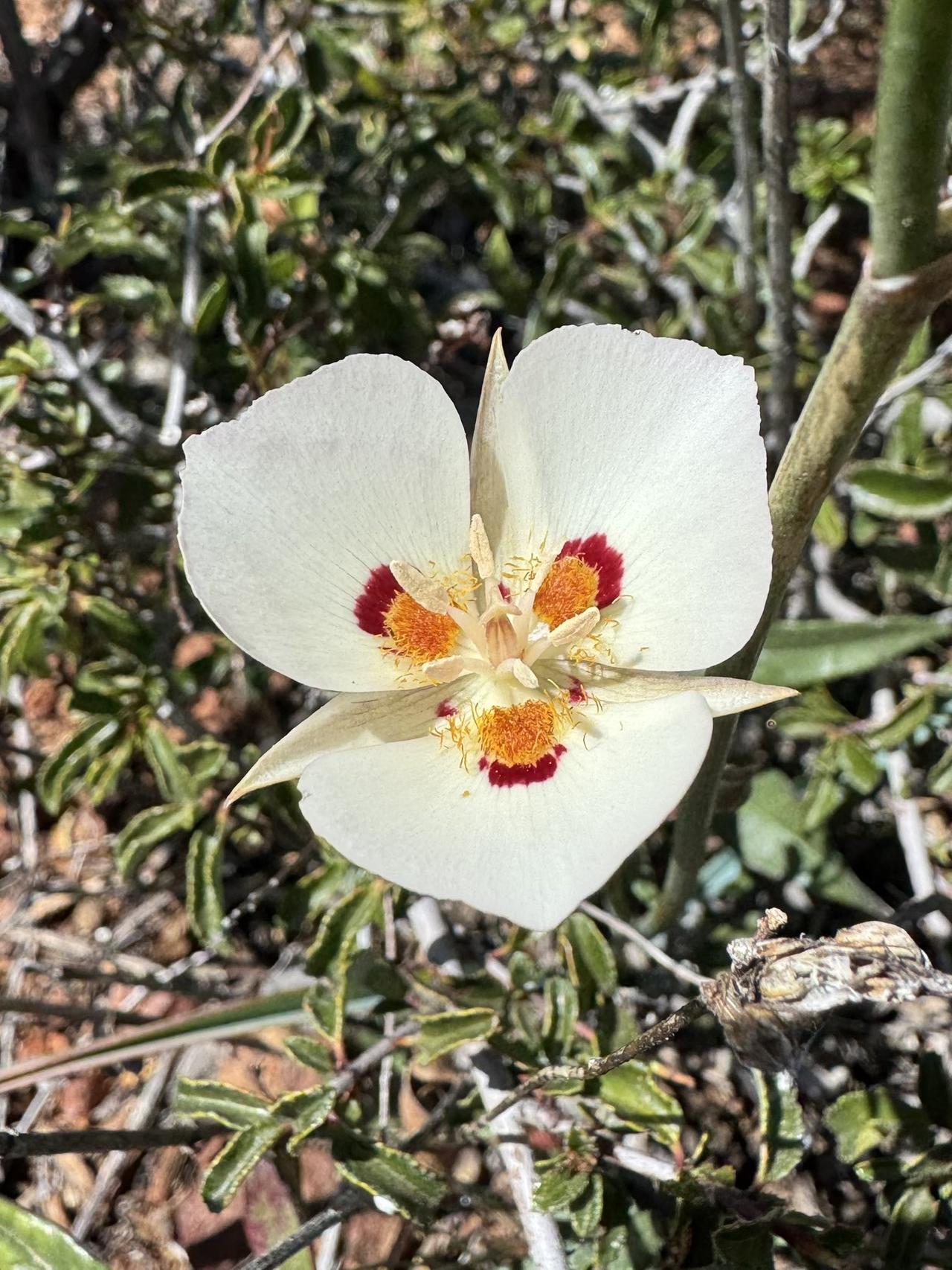 多杜恩蝴蝶百合(Dunn’s mariposa lily)，世界上最濒危的蝴蝶百