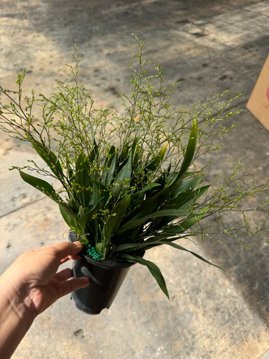 密密麻麻的花剑，黄梦香59.9包邮