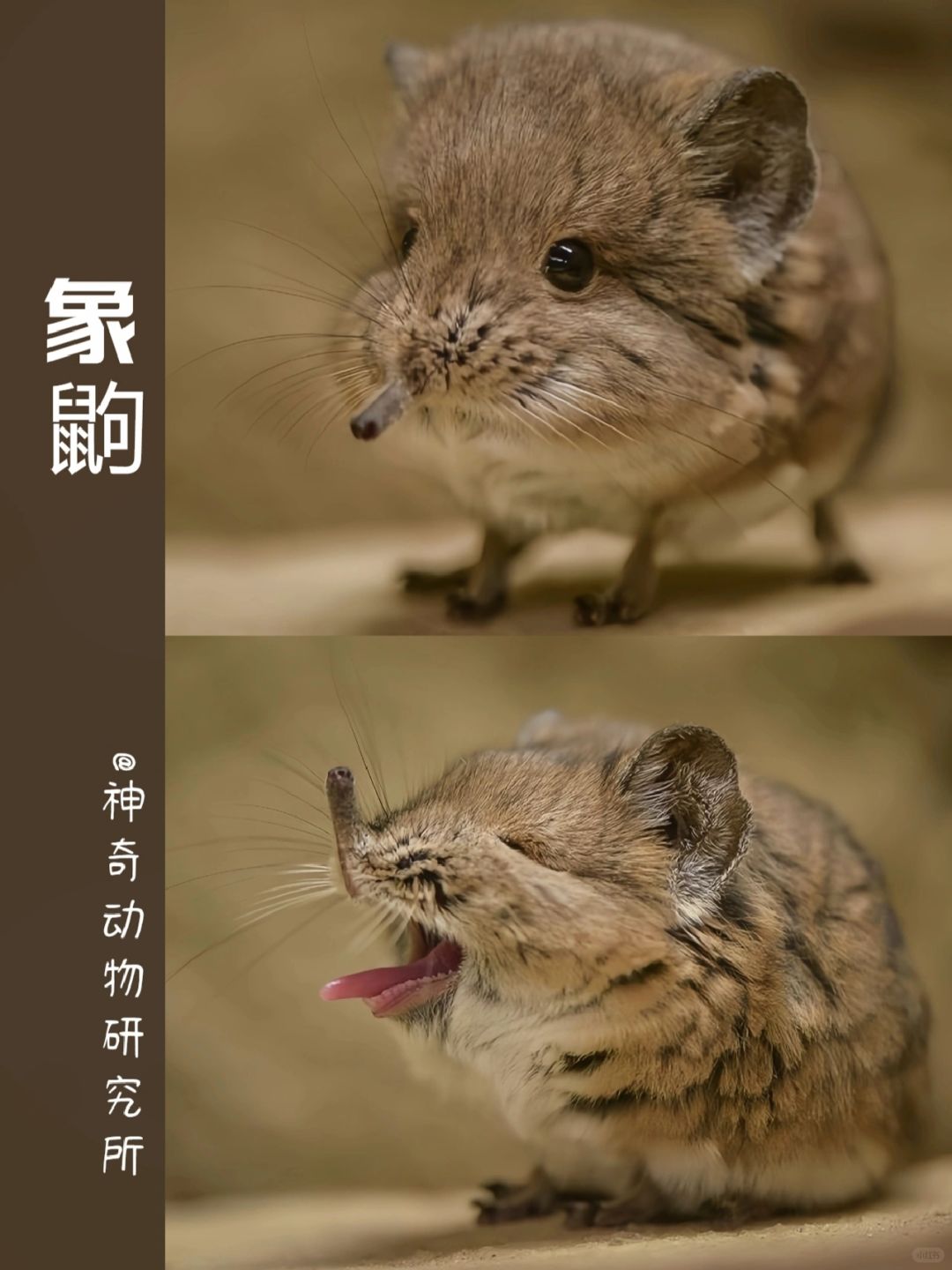 每天了解一种趣味动物👀象鼩（qú