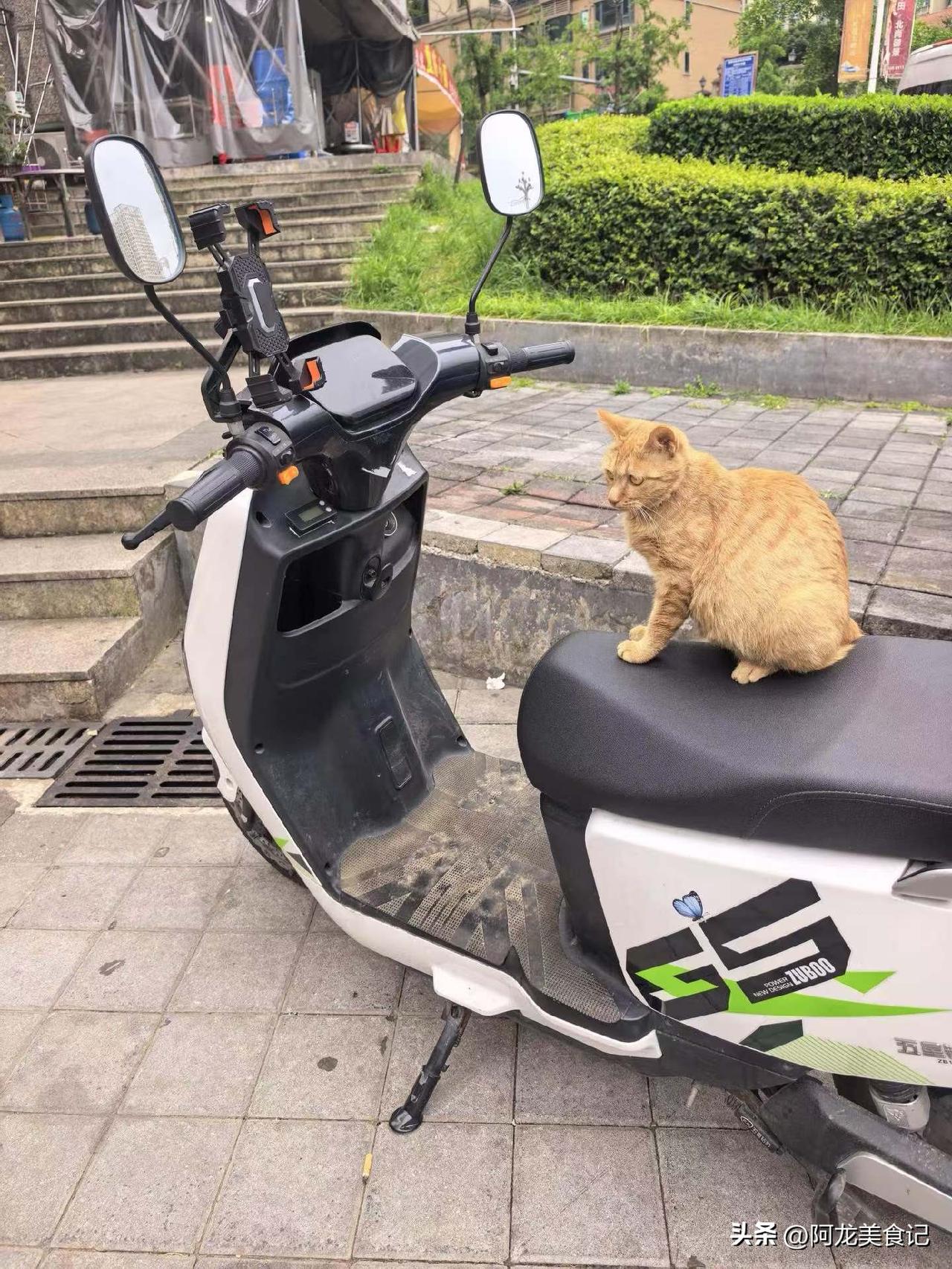 小猫咪能有什么烦恼，不过是盼着一场奔赴山海的出发
 
世人总说，成年人的世界满是
