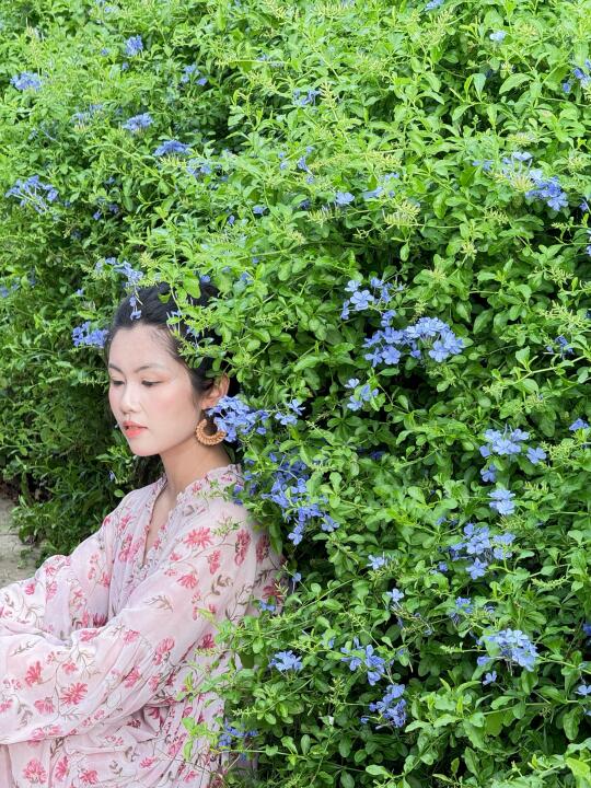 涠洲岛实况｜你见过的蓝花楹有多美