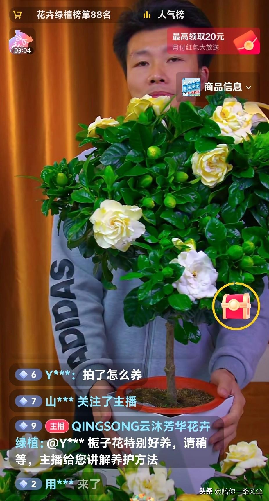 再买栀子花真的要剁手了！

我是个“栀子花”迷，前几天才到货一棵中叶栀子花，昨天