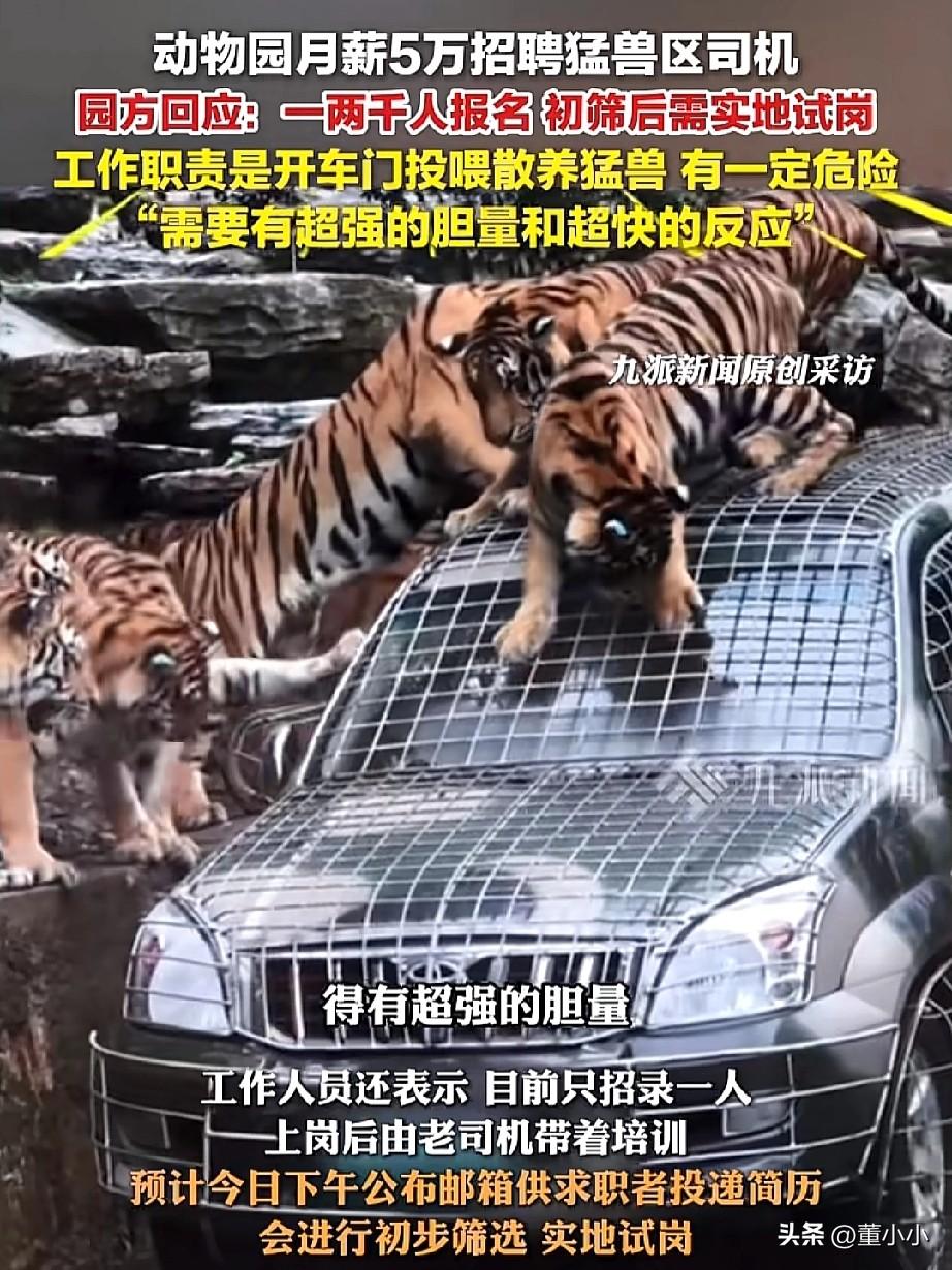 胆小勿扰！河南，某个野生动物园内月薪5万招聘猛兽司机，这个消息一出不得了了，竟然