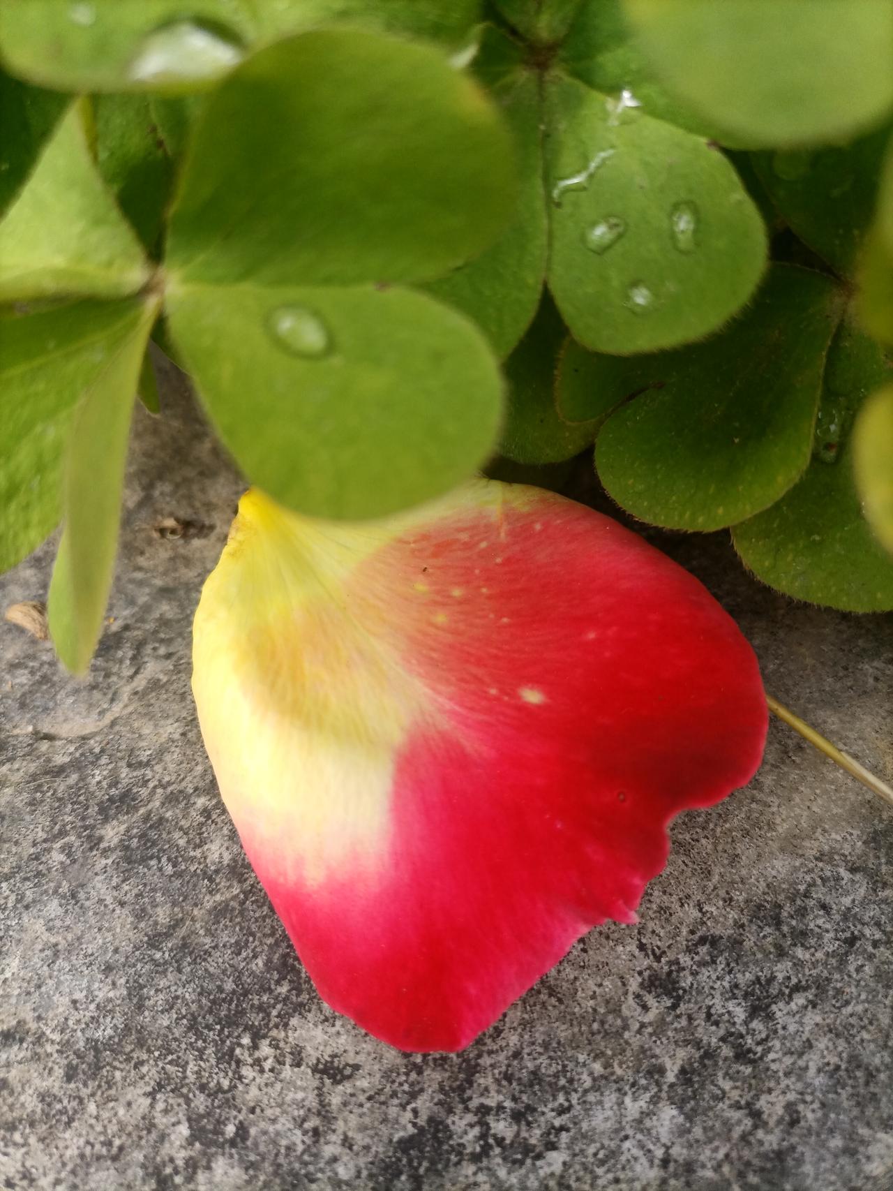 【夏之韵·天缘入梦，梦醒梦圆】相册里的花花草草

孤鸟归汉上，其爱欢喜心，
花瓣