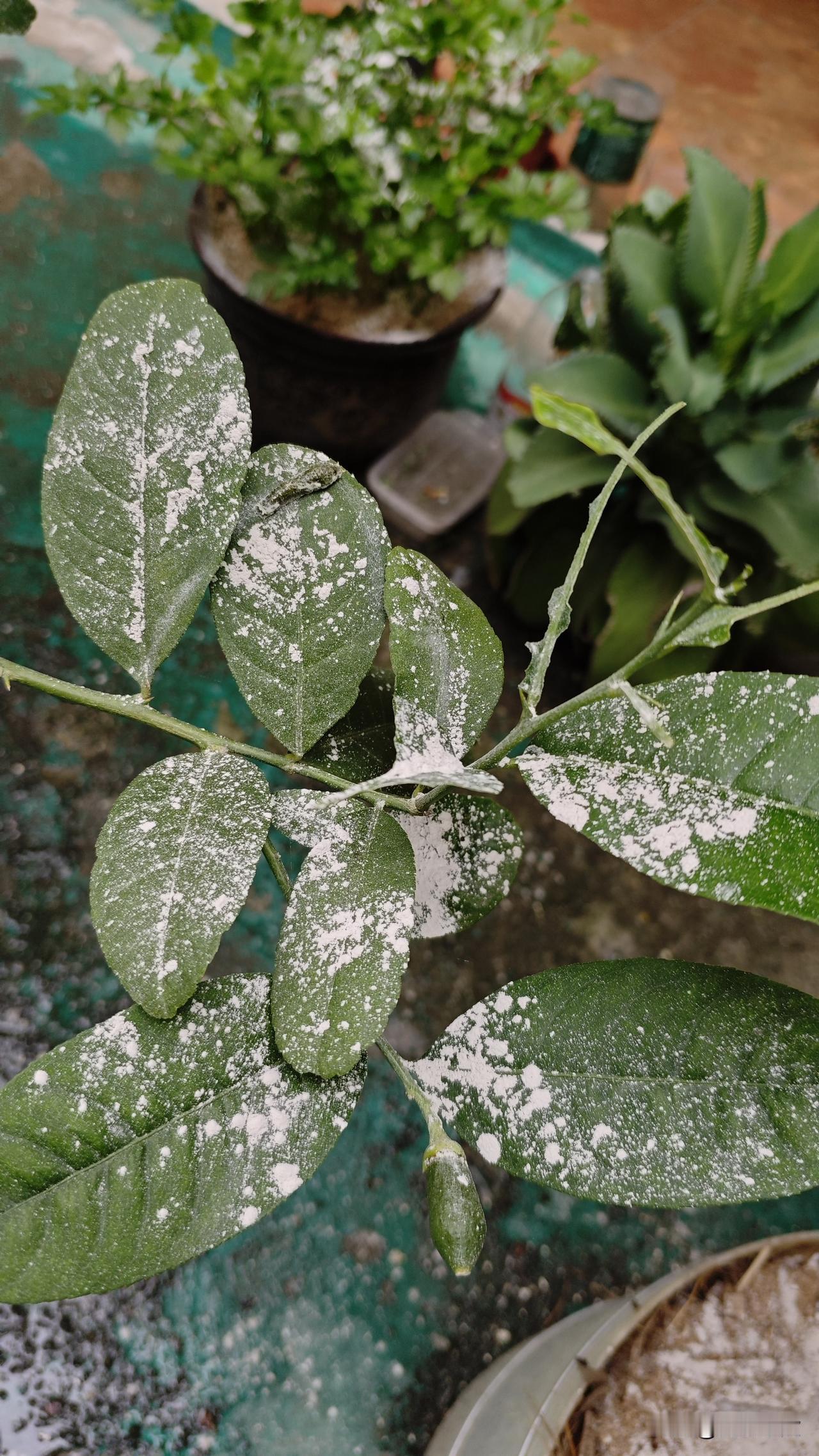 老农往菜叶上撒石灰，邻居笑他傻，结果一周后傻眼了！

昨天去乡下亲戚家，看见他正