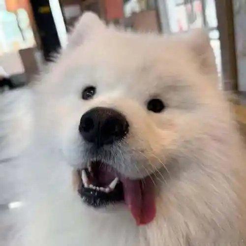 广东真不适合养萨摩耶雪橇三傻这些大型犬咱就需要多运动，散热也很重要，不然就很容易