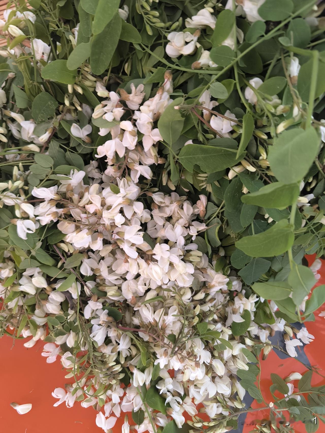 摘槐花
近日连雨一周，昨日雨过天晴。想来饿了一周的鱼儿，食欲定然大增。清晨，我驱