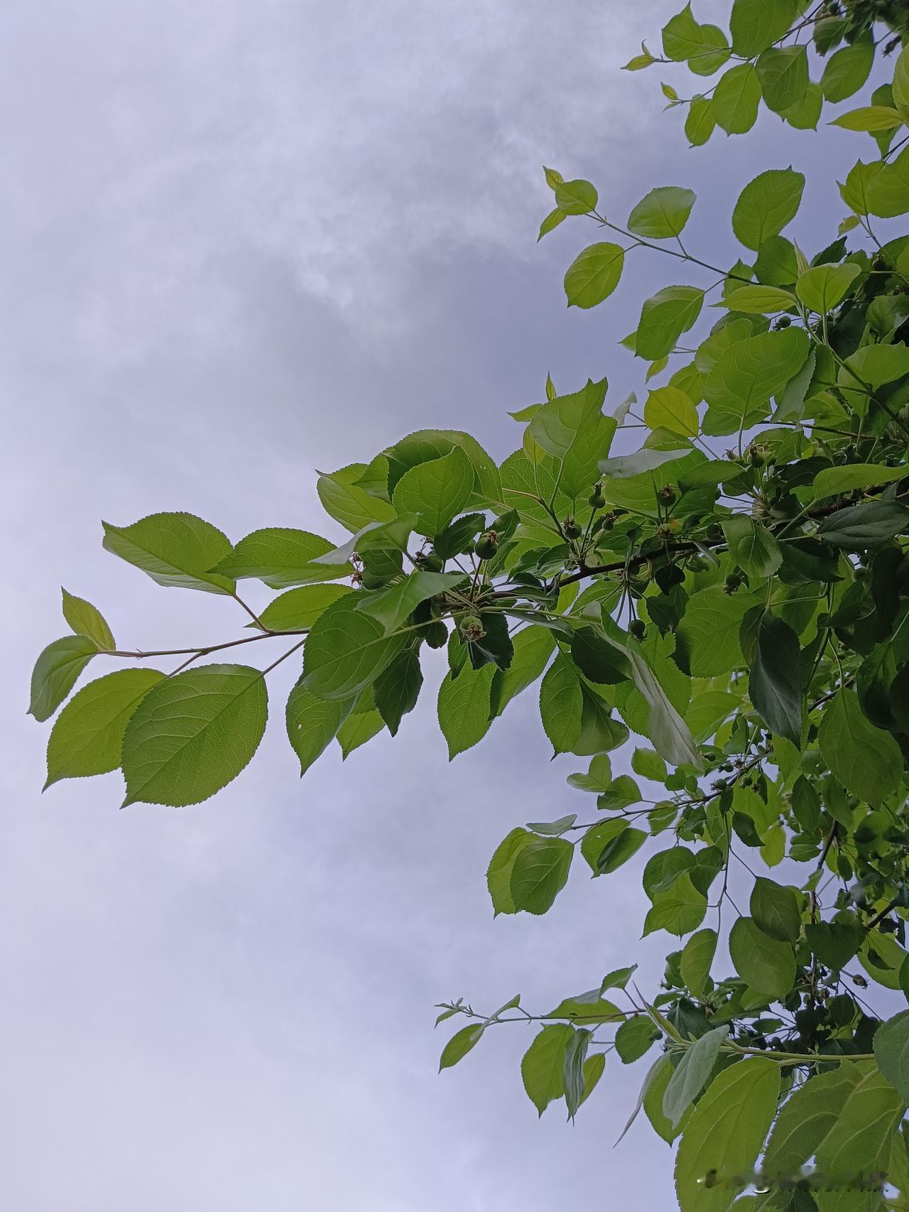 大雨过后，
云朵渐渐散开，
刚挂果的海棠树，
迎接即将出现的阳光☀️