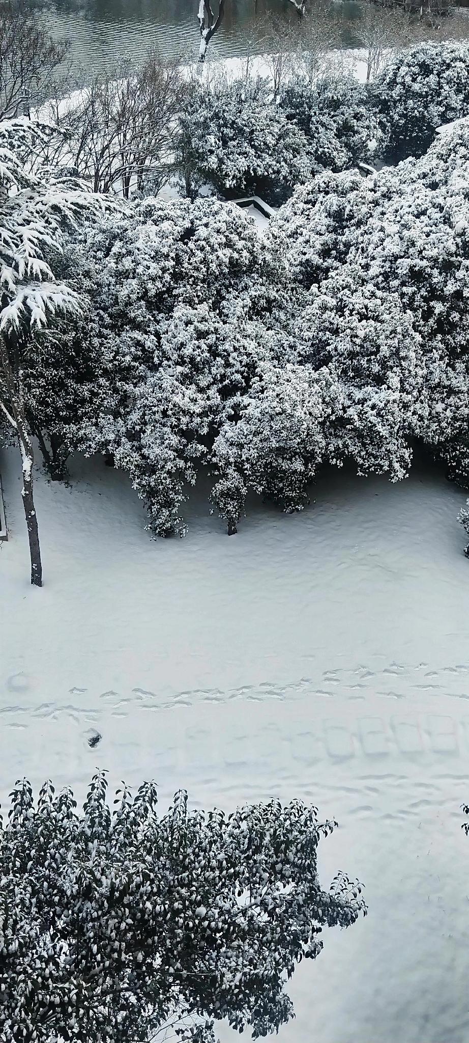 冬日雪景，静谧如画，宛如童话世界。🌨️🌳🏡雪景 冰雪过后的雪景